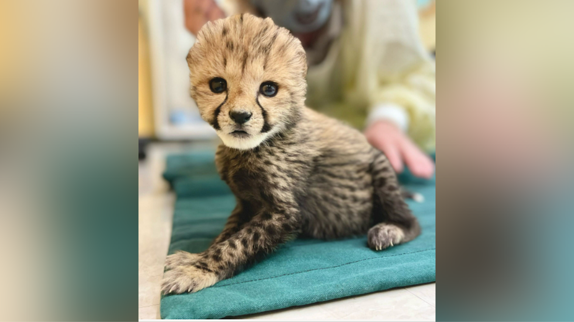 CHEEKY CHEETAH CUB Merrythought チーター14cm CHEEKY CHEETAH CUB