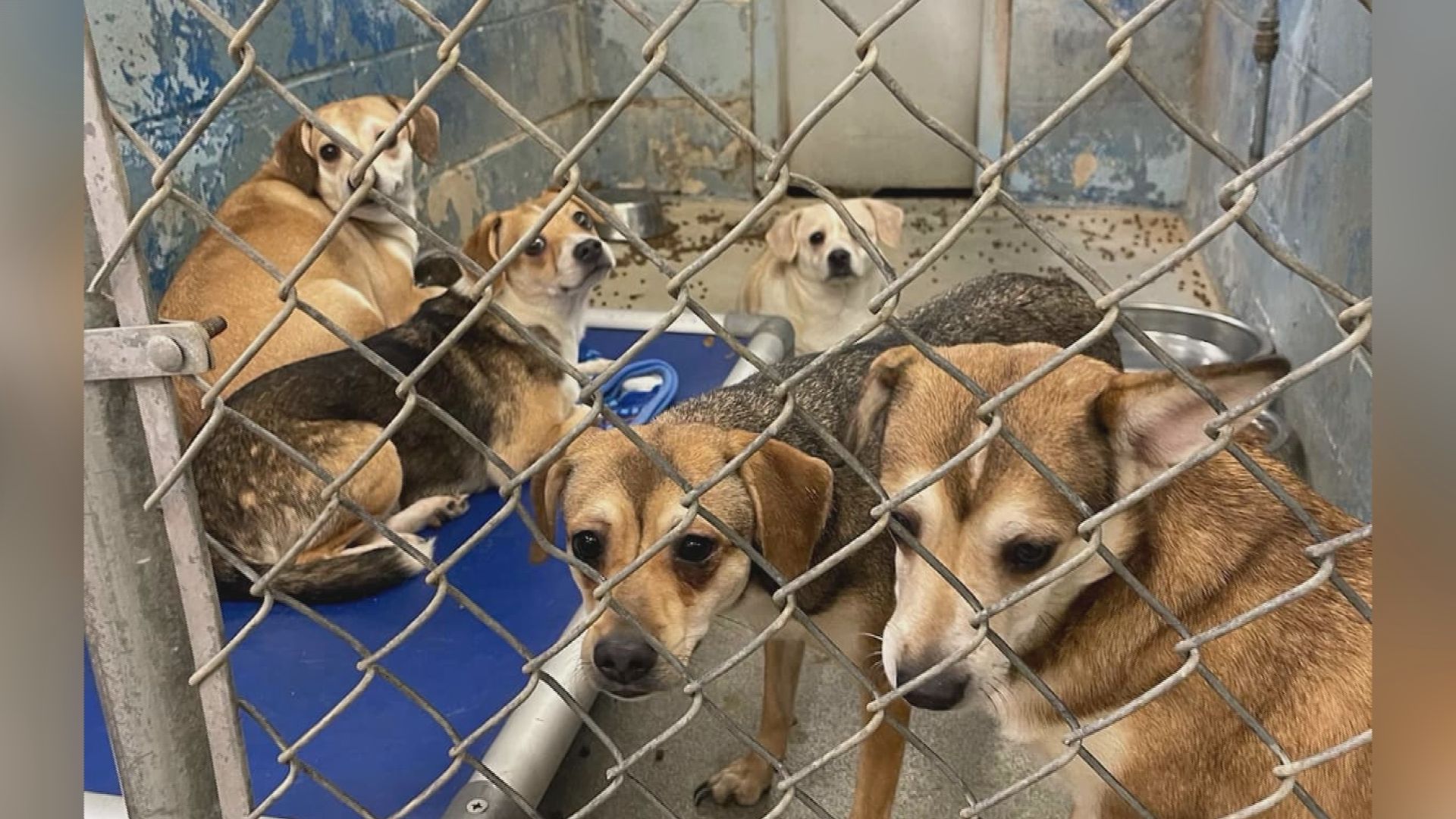 How Many Animal Shelters Are Overcrowded