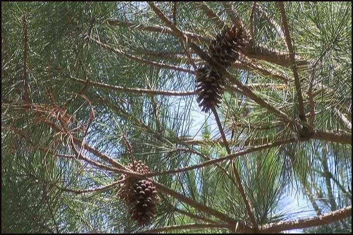 Why do our pine trees not produce pine cones? - Quora
