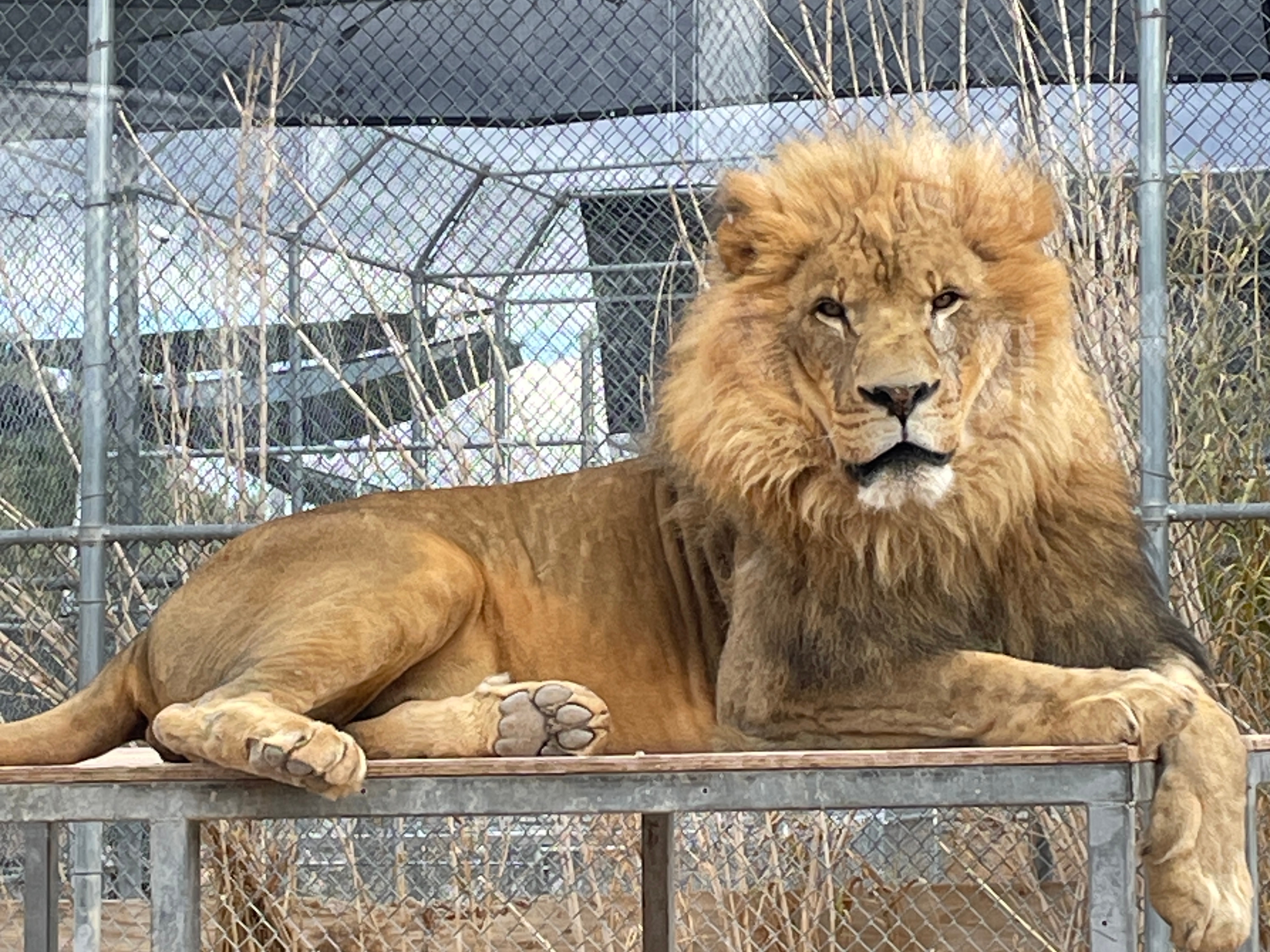 Former MGM Lions living their best lives minutes from the Vegas Strip