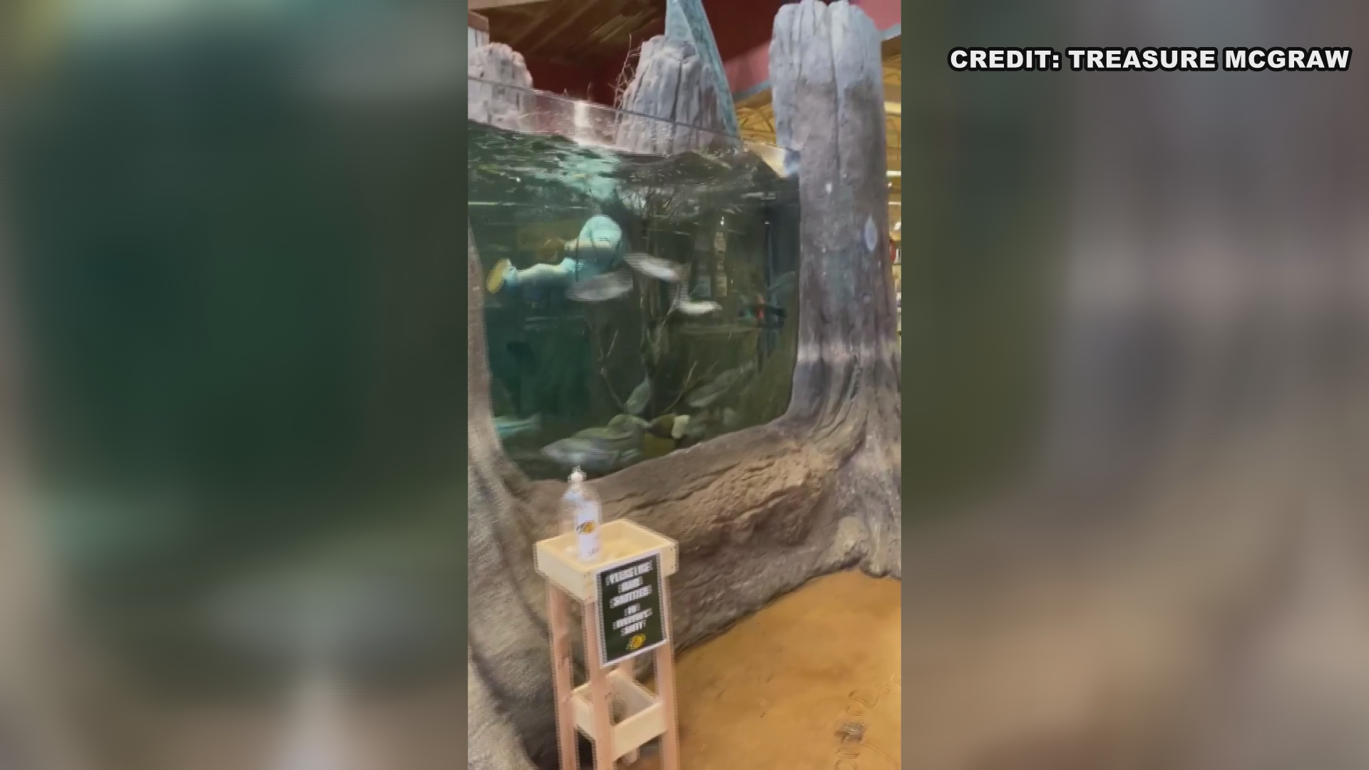 Man's swim in Bossier Bass Pro Shop fish tank becomes viral video
