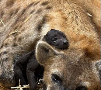 Hattiesburg zoo welcomes hyena cub