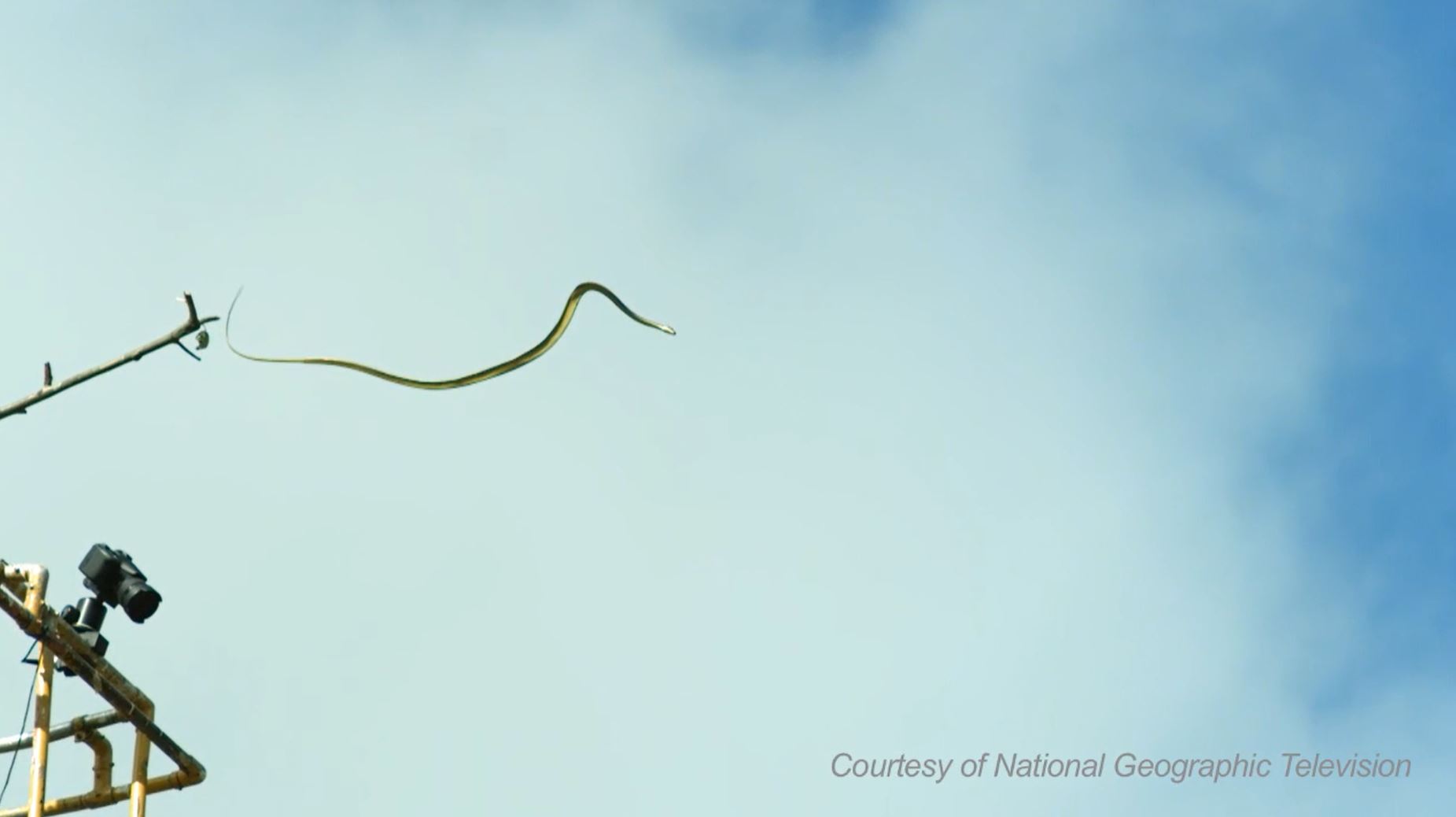 Flying Snakes  National Geographic