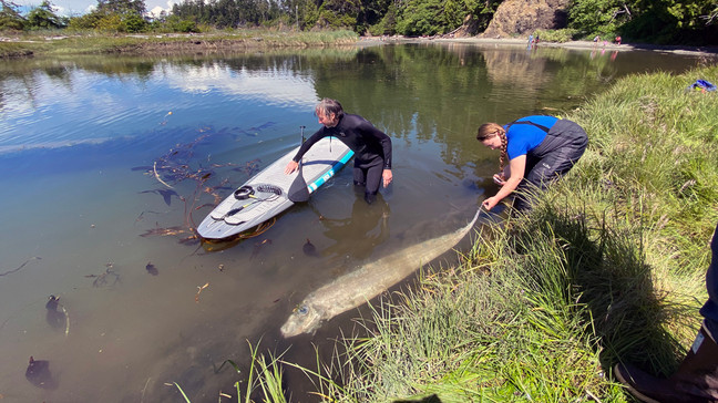 Washington Paddle Boarder Discovers Rare Deep Sea Fish With Coffee Cup Sized Eyes Washington Paddle Boarder Discovers Rare Deep Sea Fish With Coffee Cup Sized Eyes
