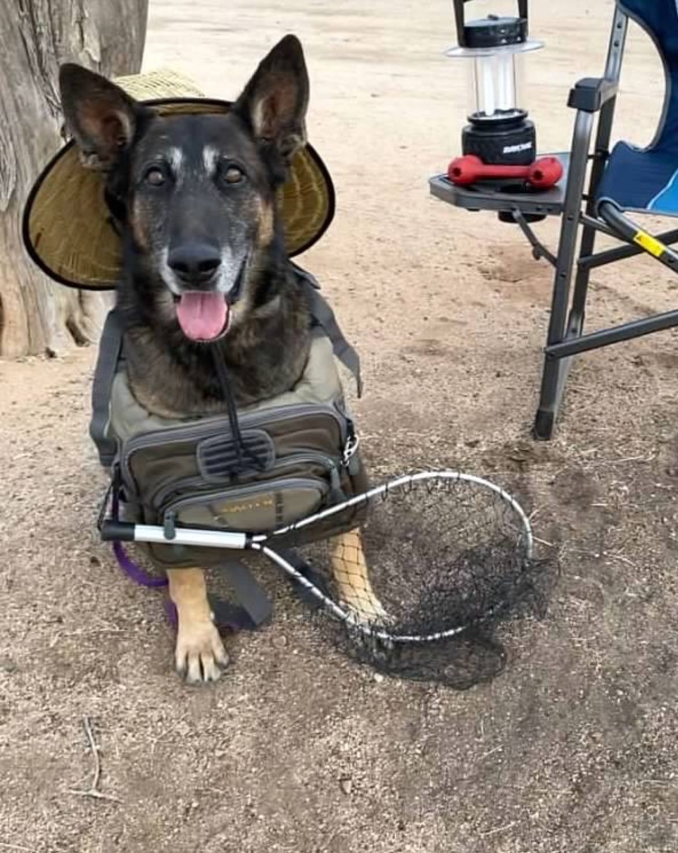 K-9 Bruno – PK9A®