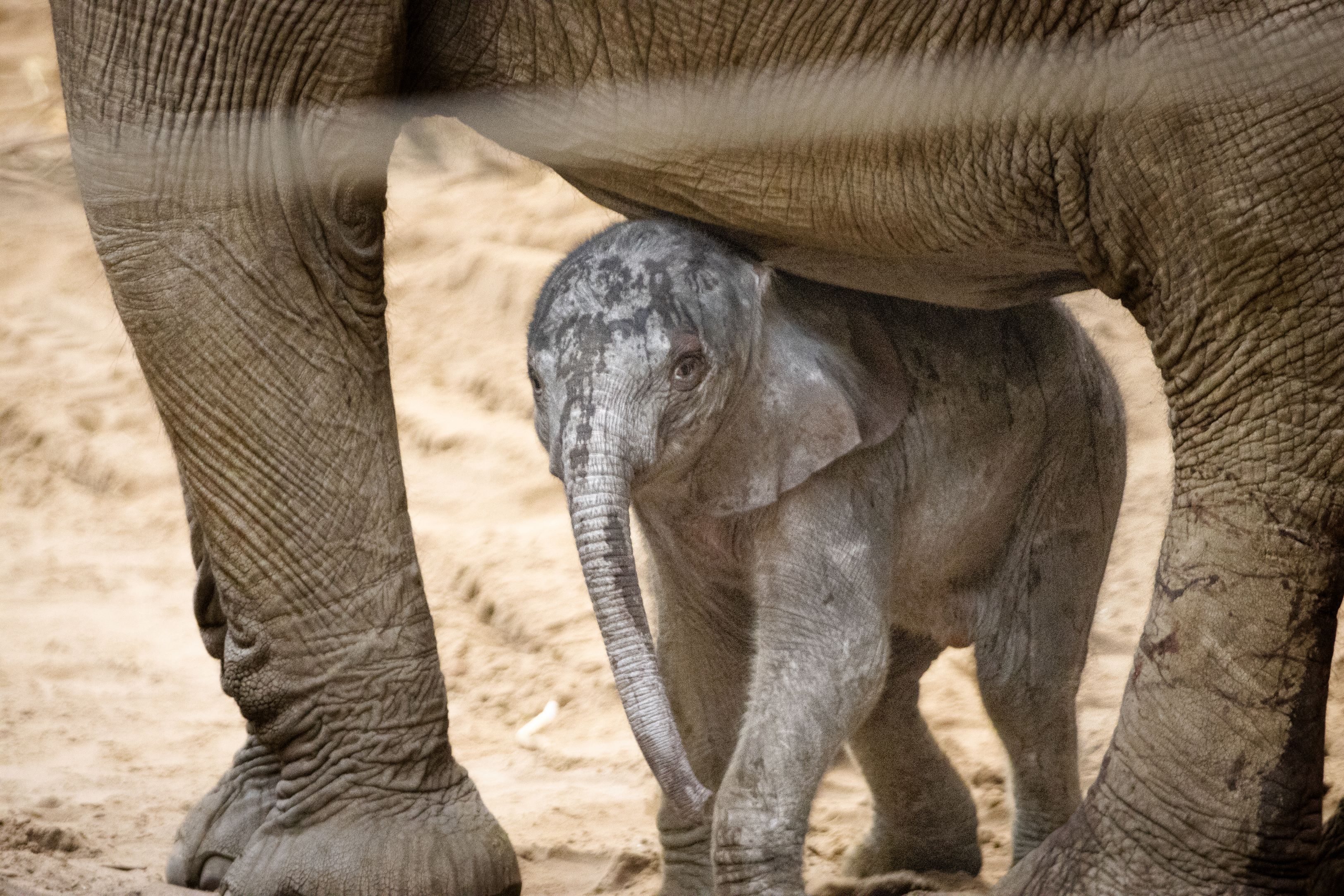 Omaha's Henry Doorly Zoo and Aquarium announces name of newest