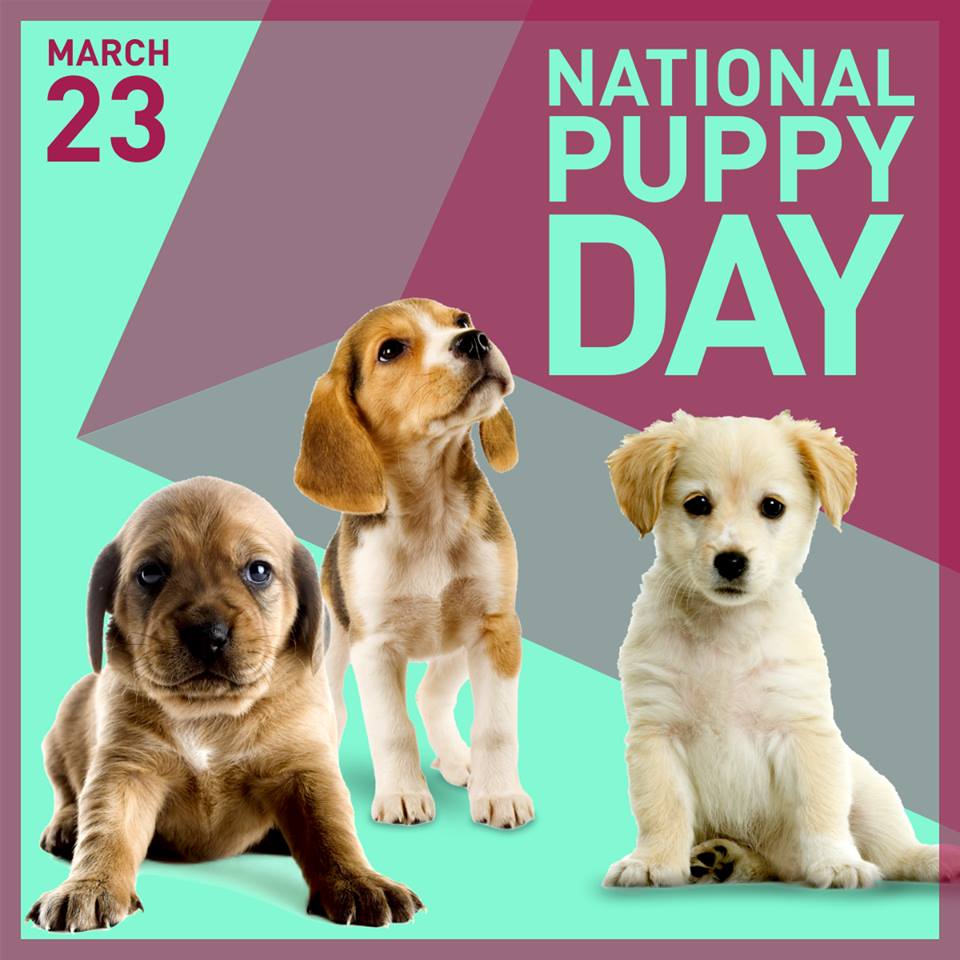 March 23 is National Puppy Day. I mean, for me, every day is National Puppy  Day, and the same goes for most of my frie…