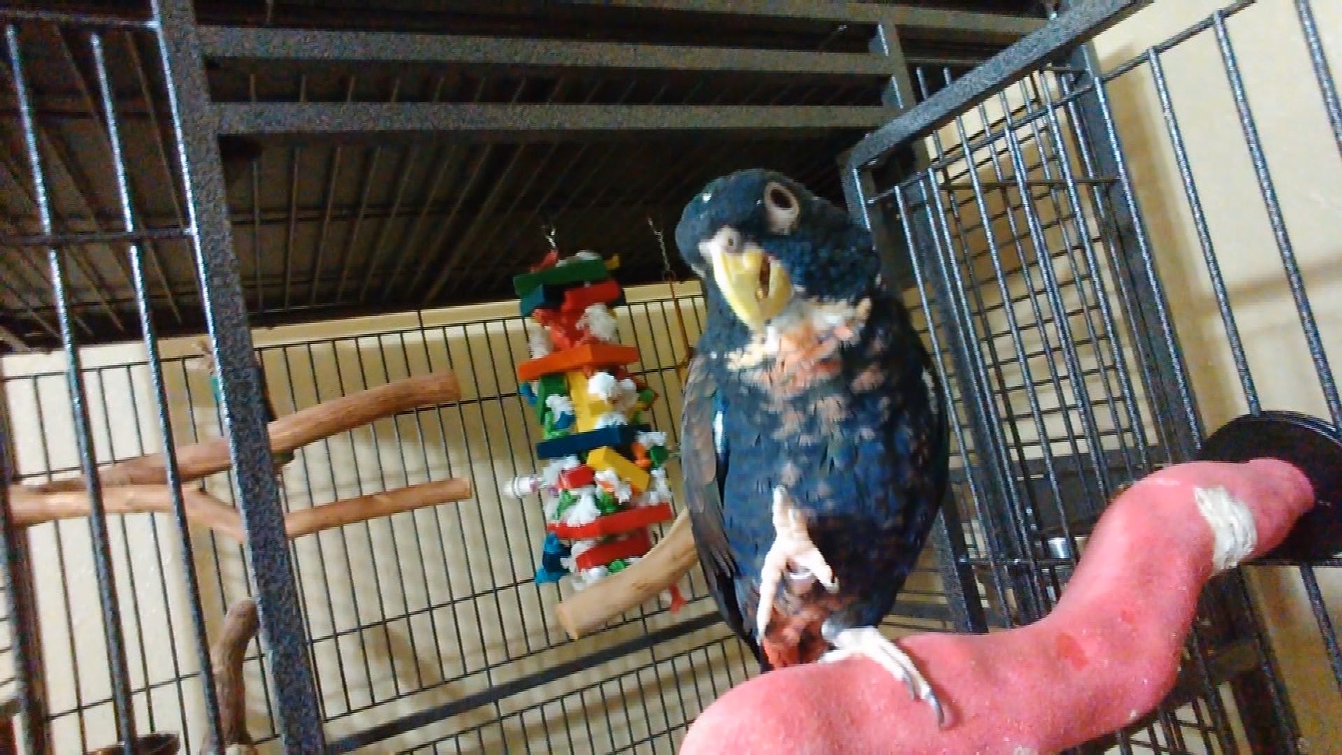 Bryan man searching for lost, pizza loving parrot