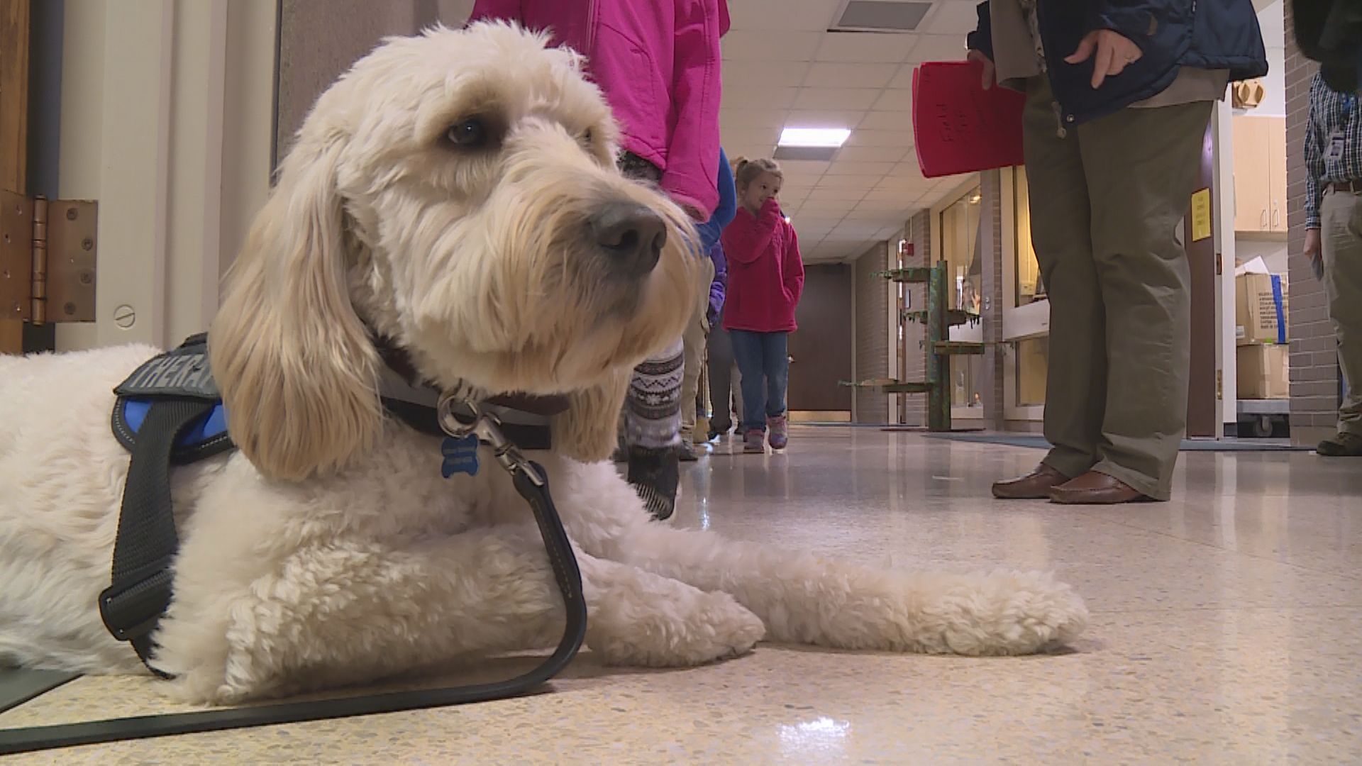 dogs for mental health therapy