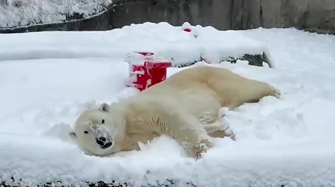 Photographing Polar Bears in Wapusk National Park | Polar Bears  International, image size:1280x716