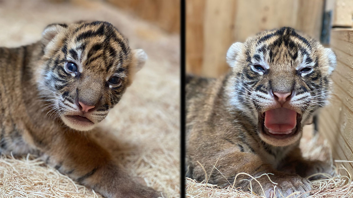 Memphis Zoo announces birth of tiger cubs