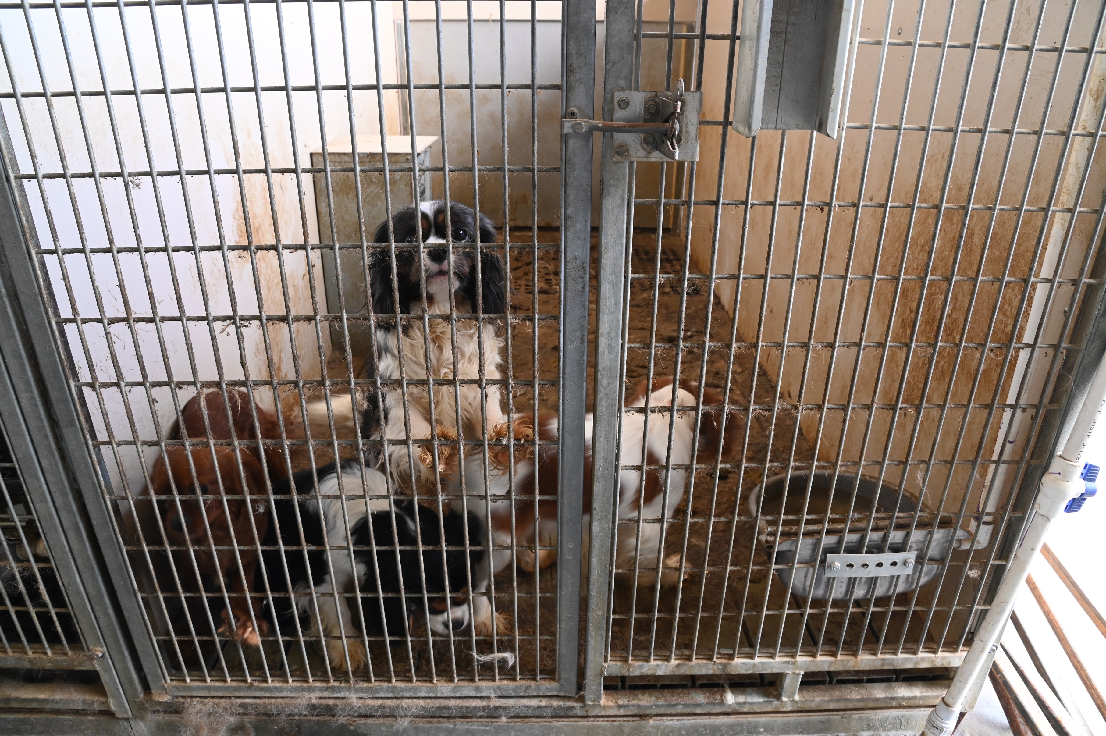 Authorities rescue 83 dogs kept in 'deplorable' conditions in Utah
