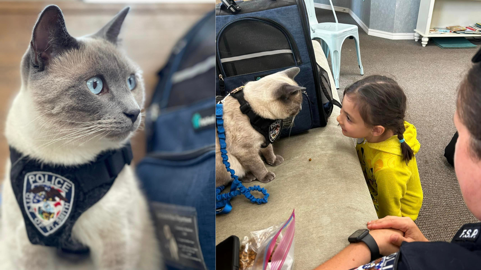 Pawfficer' reporting for duty: Adorable kitten joins ranks at Arkansas  police department