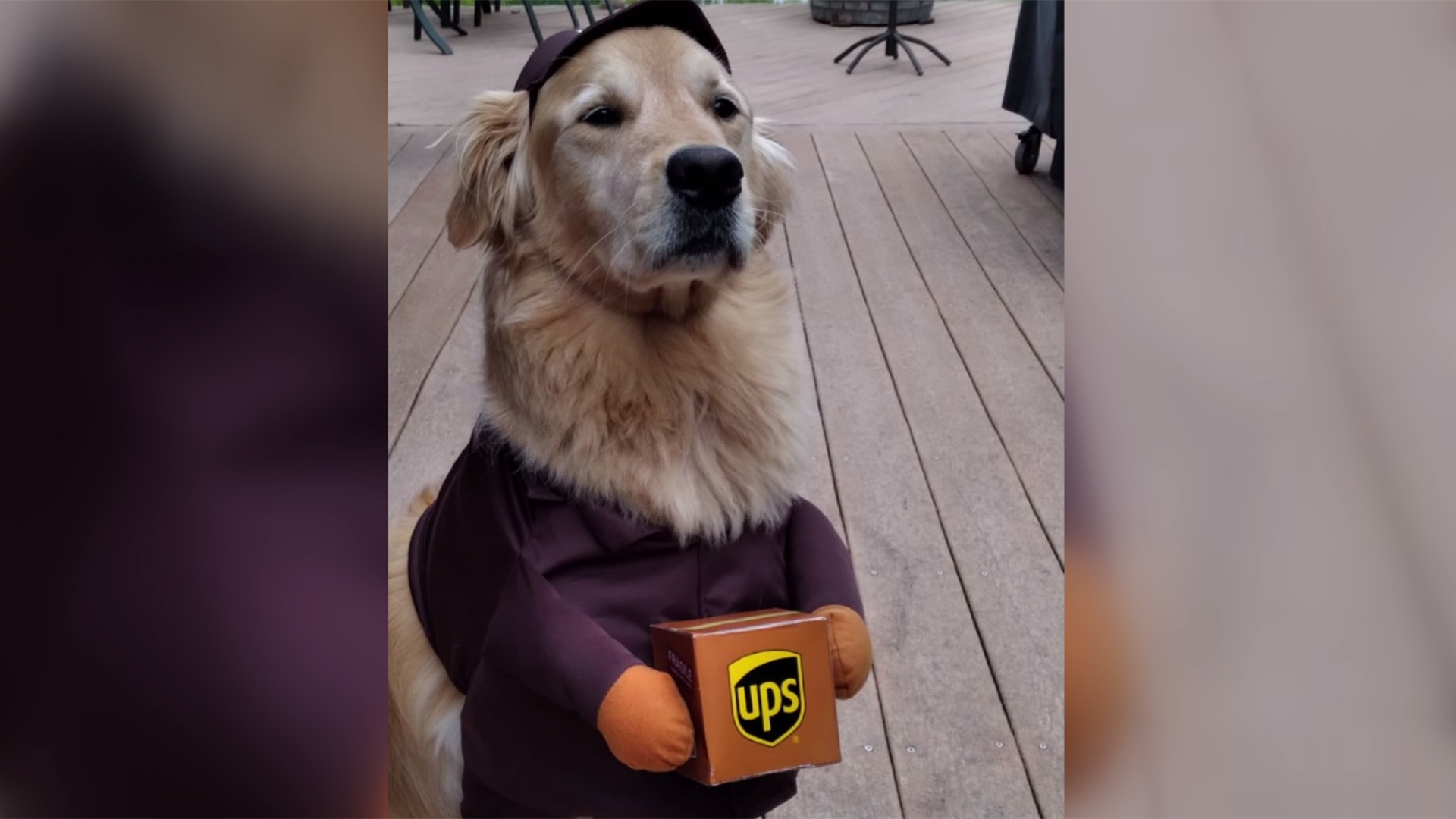 UPS Driver Dog Costume