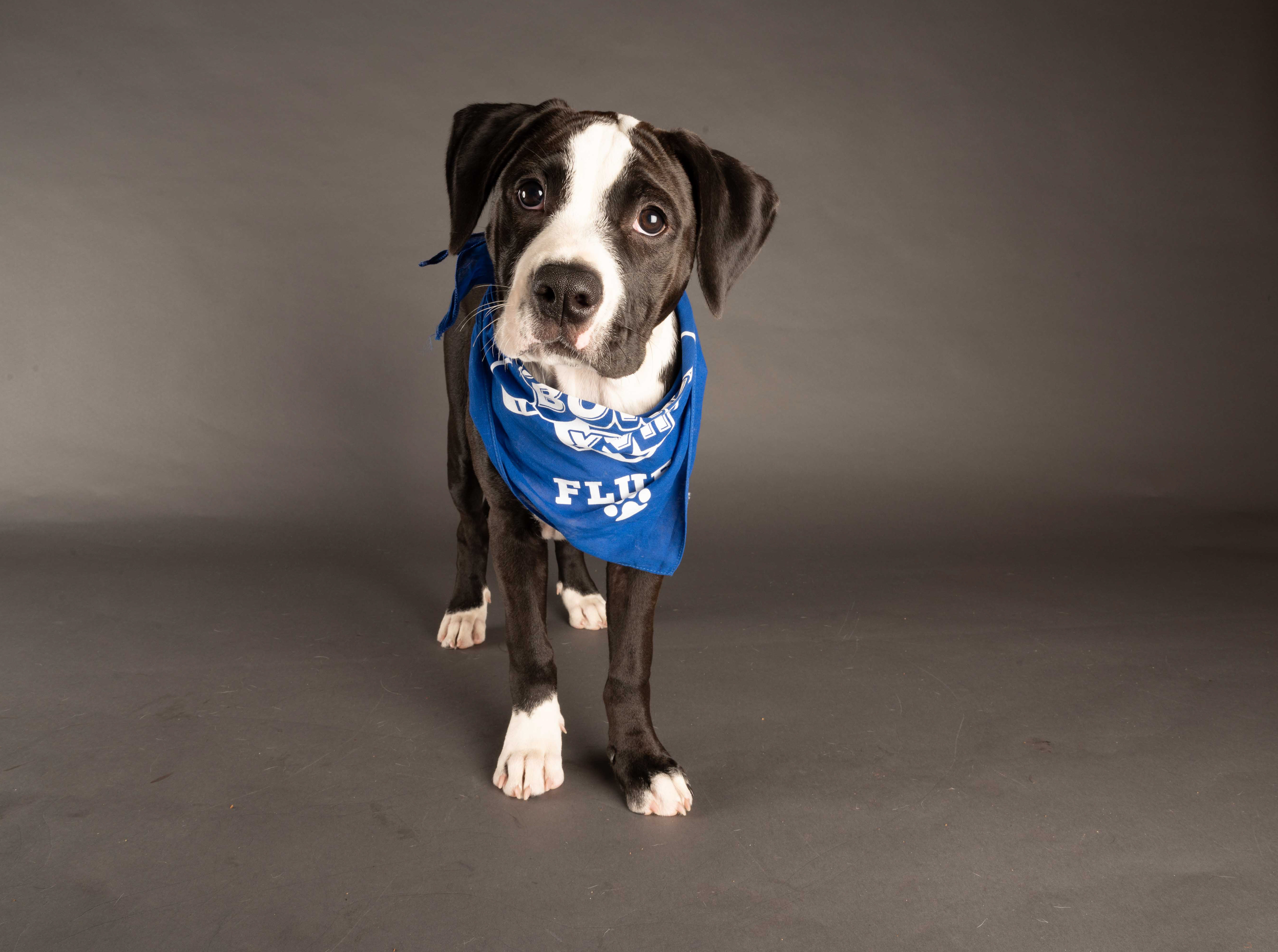 The 2021 Puppy Bowl! 