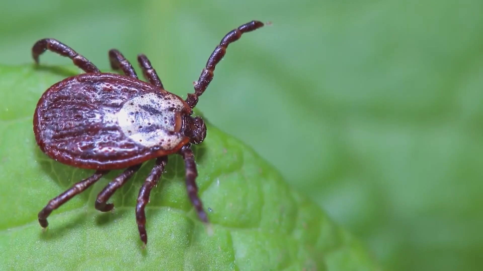 Tick-borne diseases on the rise in Ohio