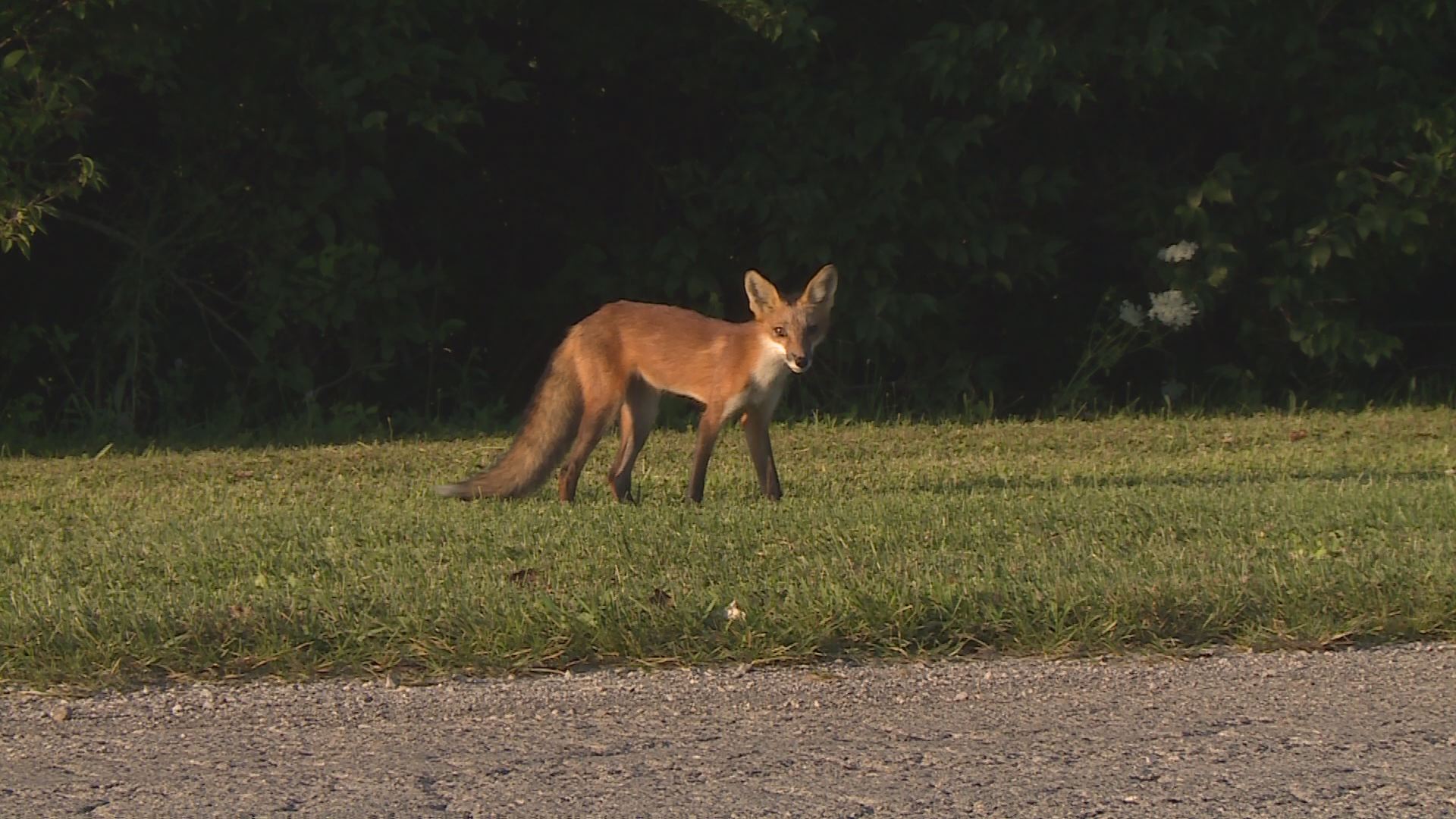 Foxes caught in the limelight at Lexington's Shillito Park
