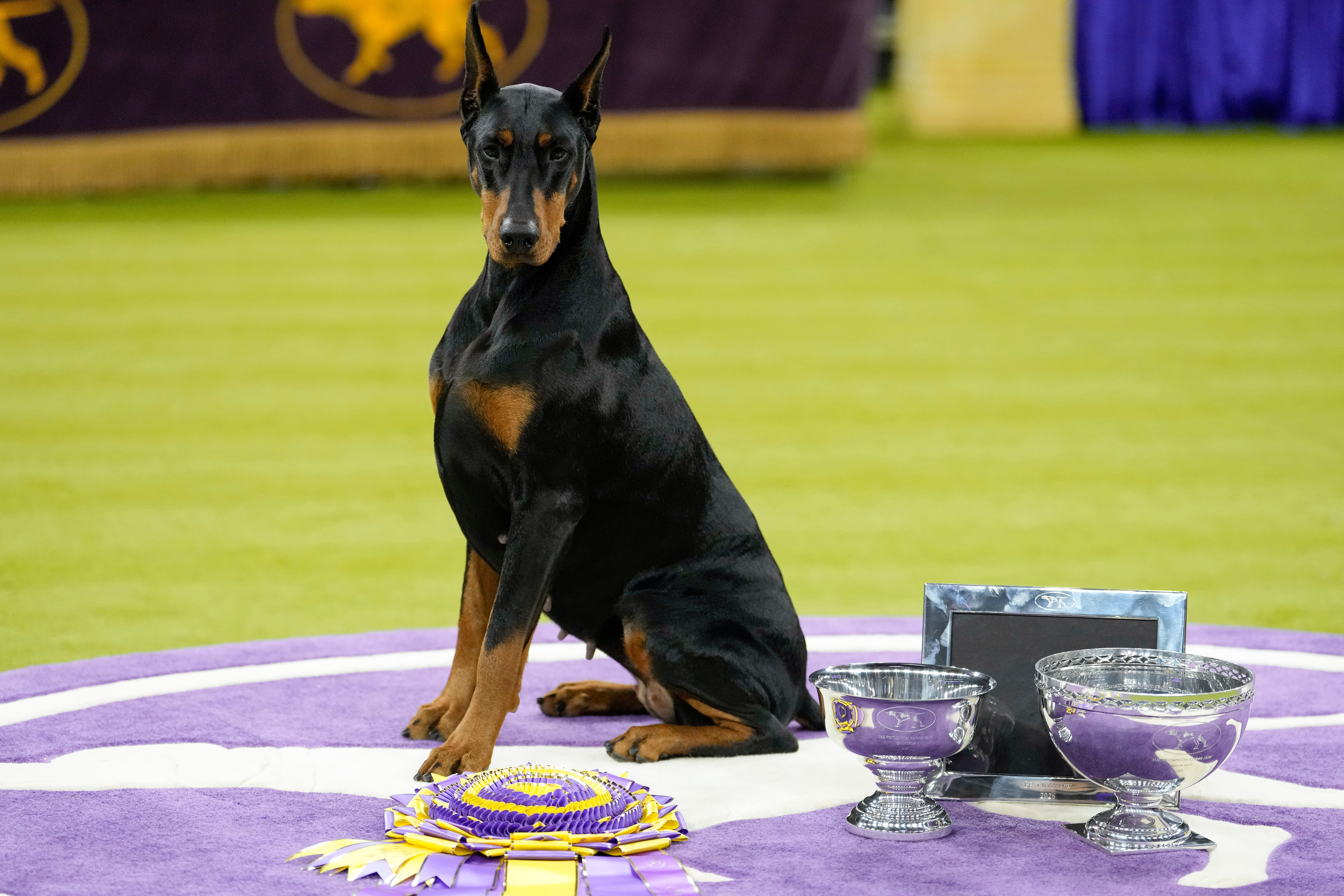 Penny the Doberman pinscher wins best in show at 150th Westminster