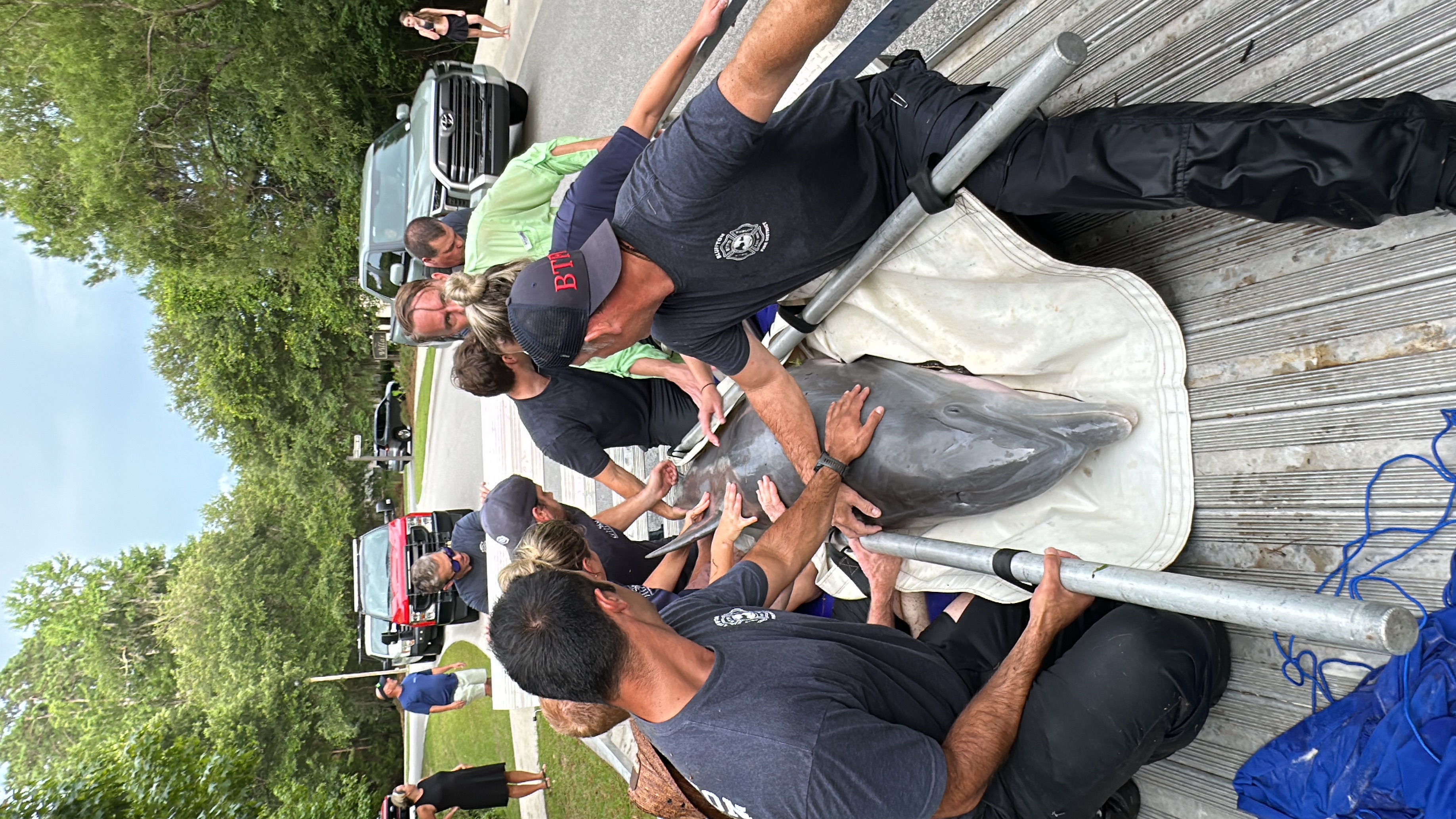 “Racing Against Time: A Dolphin’s Miraculous Rescue and Return to the ...