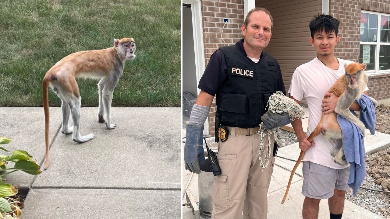 Indianapolis police capture a cheeky monkey that escaped and went on the  lam