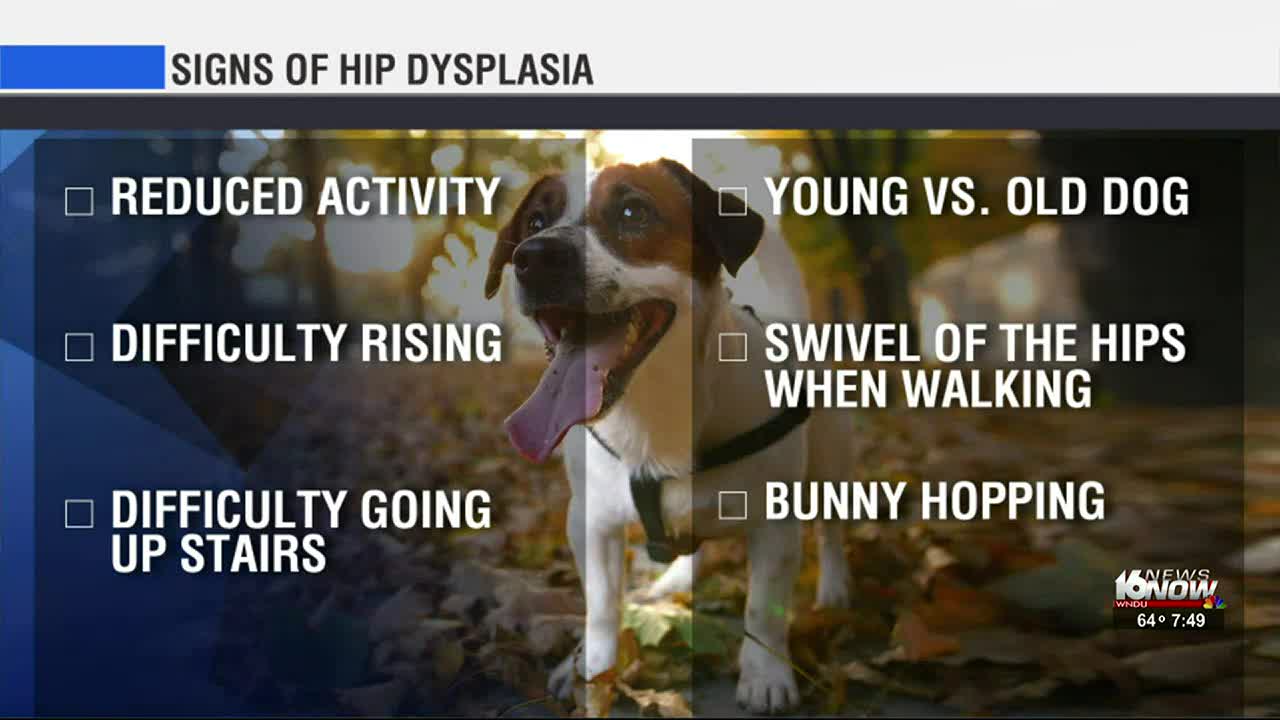 Is Hip Dysplasia Fatal In Dogs