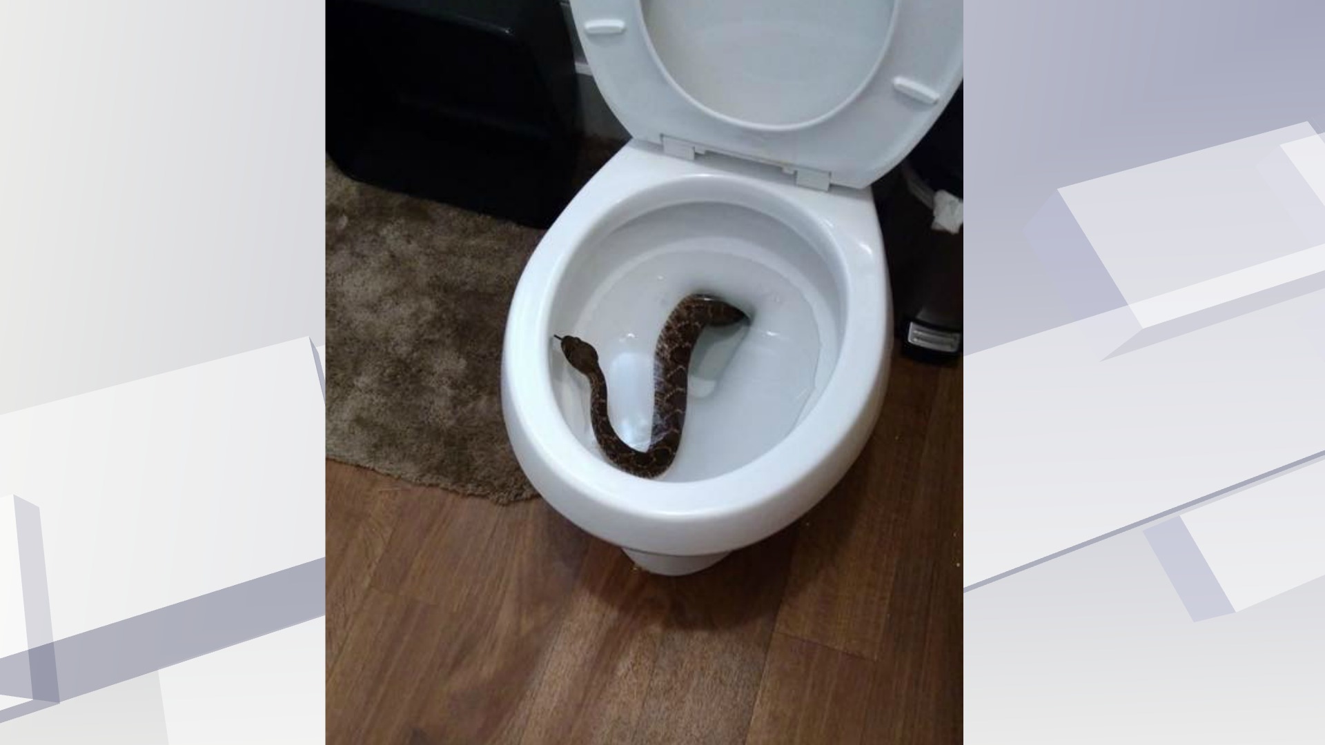 24 rattlesnakes found in Texas house -- including one in the toilet