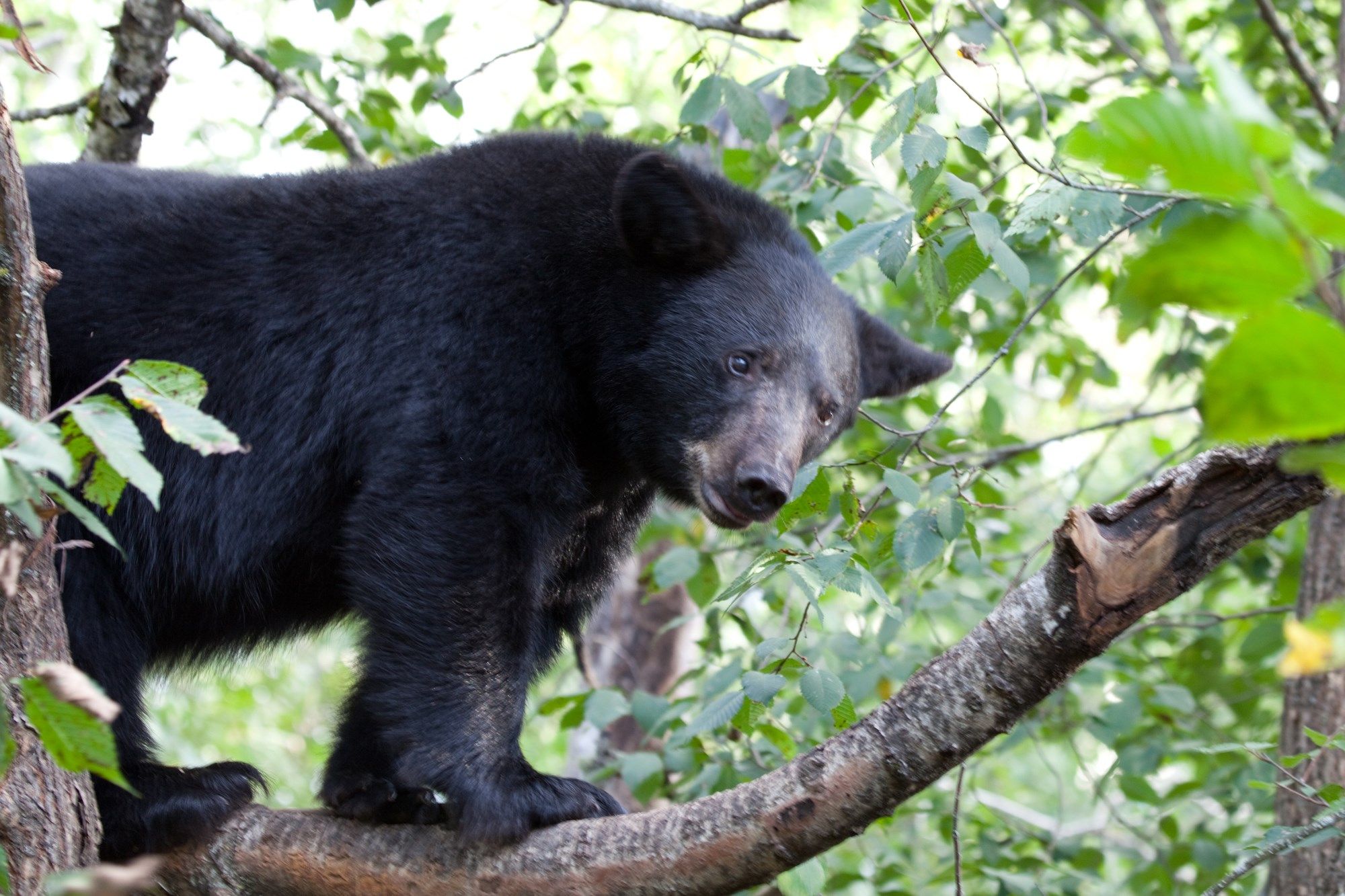 Police: Black bear sighting reported in Geauga County
