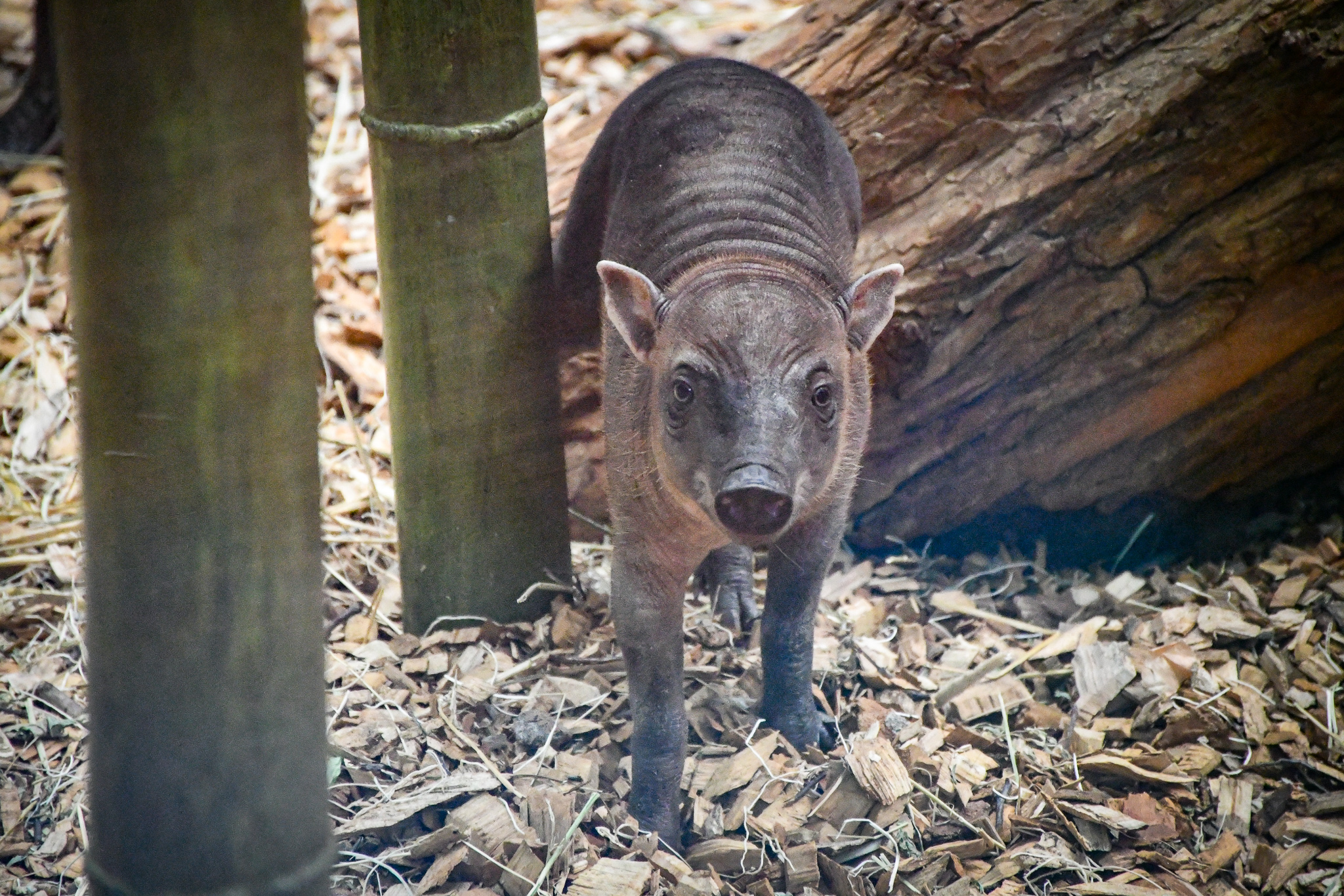 baby babirusa