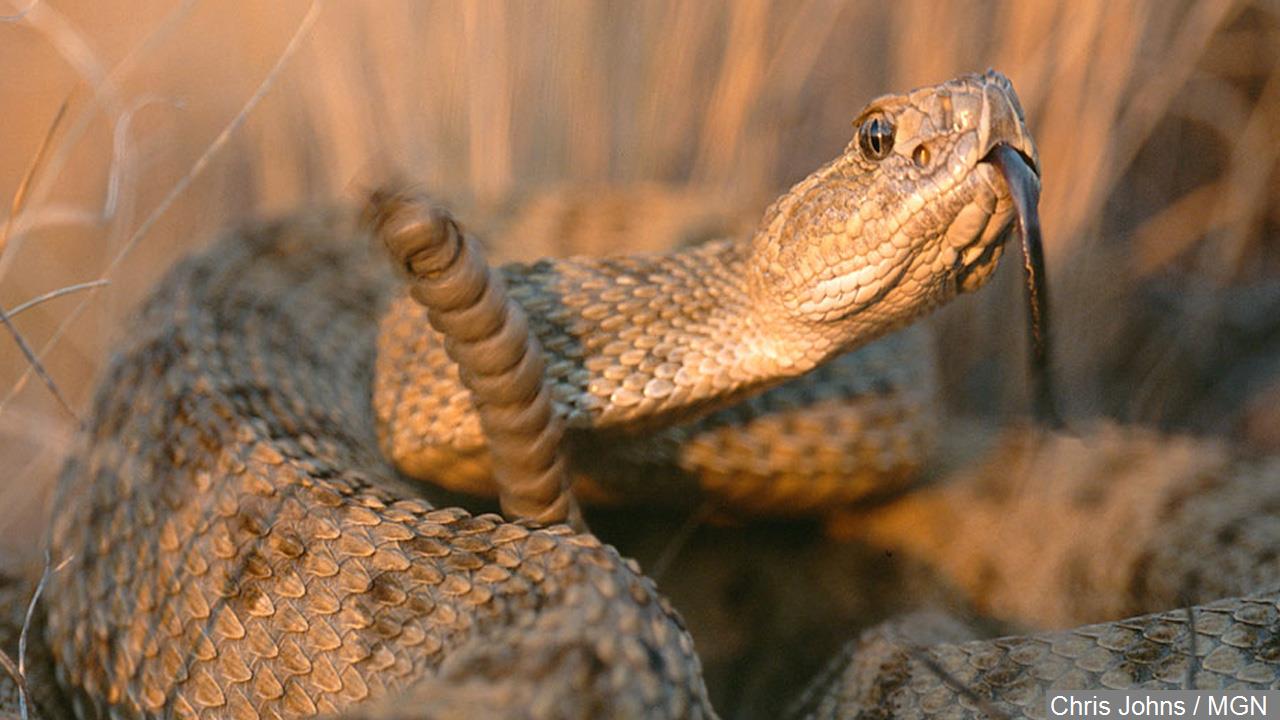 How Long Does It Take To Die From A Rattlesnake Bite
