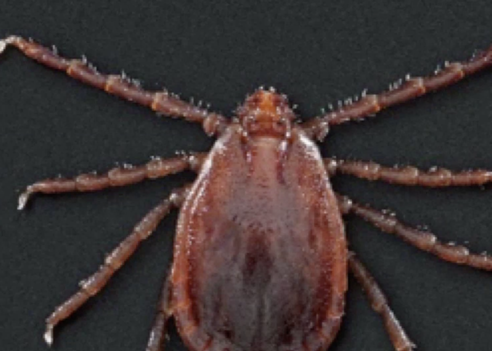 Ticks already back in action across the Ozarks