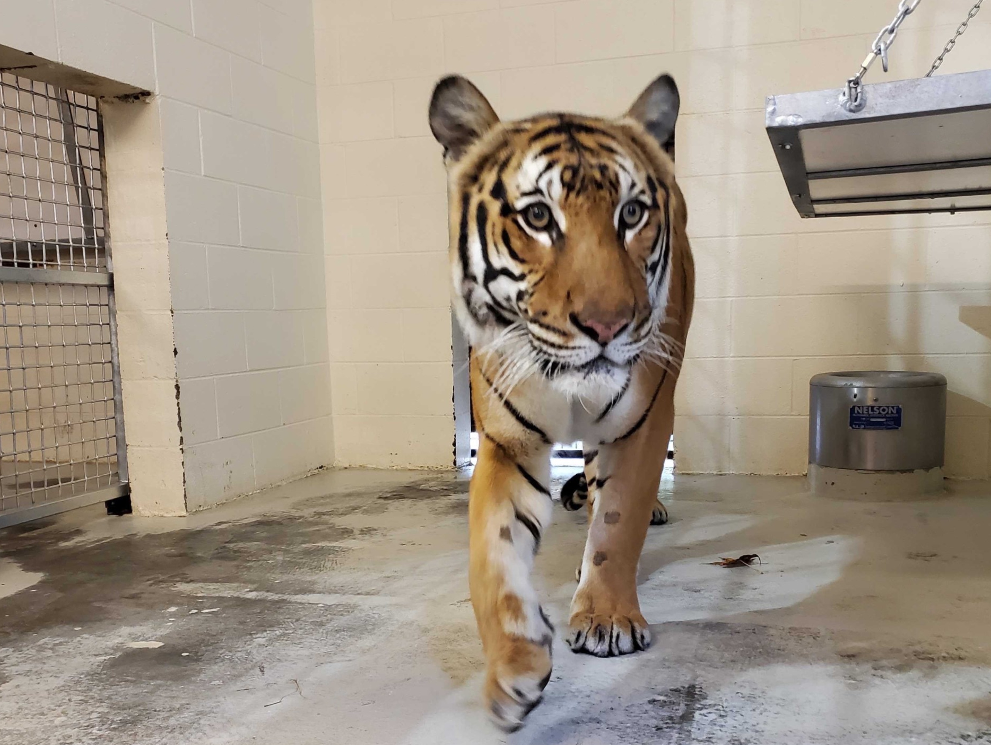 ABQ BioPark Helps to Rescue Tiger Cub — City of Albuquerque