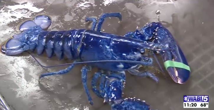 Rare Blue Lobster Caught Off Maine Coast