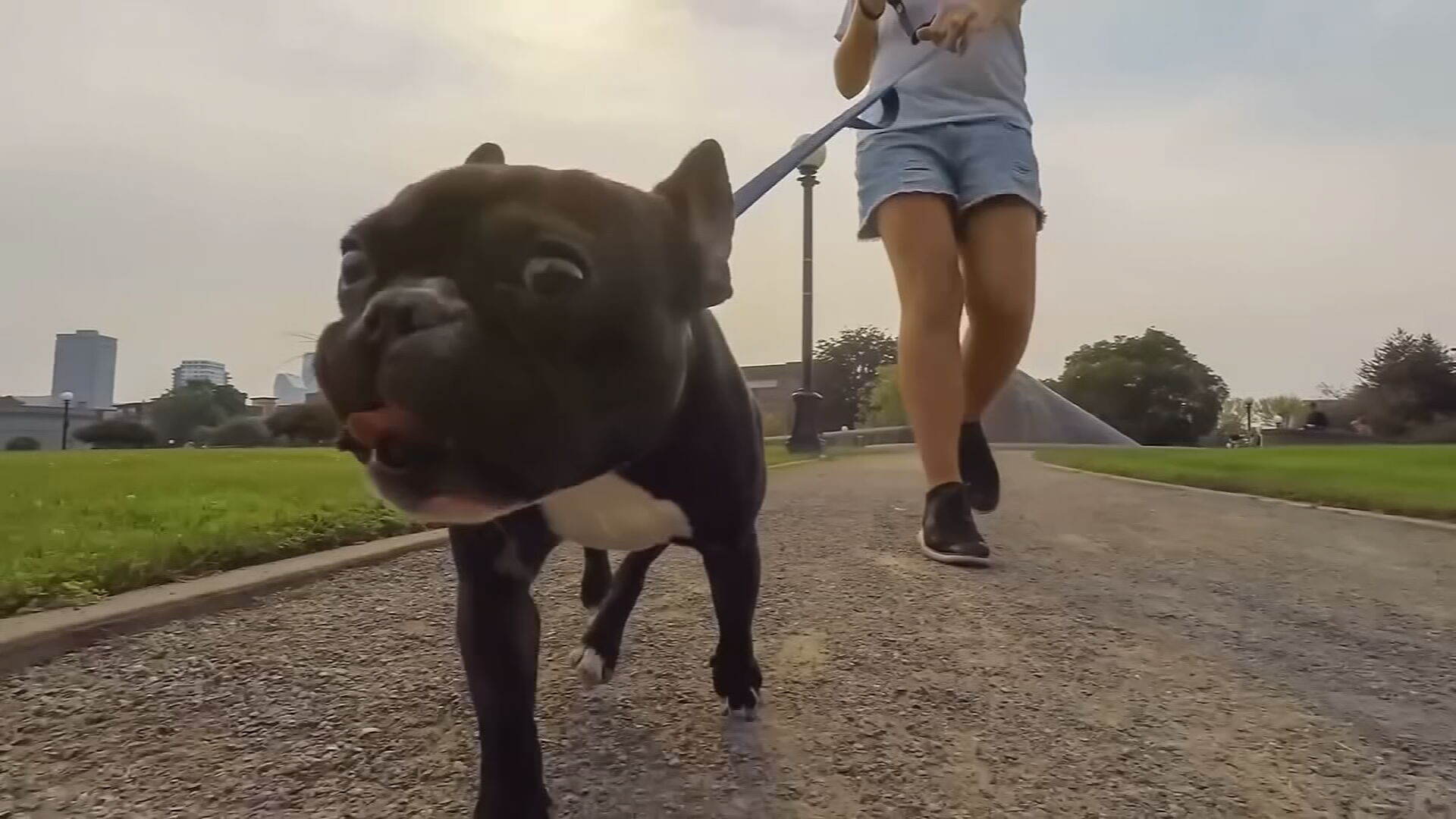 Who Dat dogs: See photos of New Orleans Saints' furry friends on National  Dog Day, Photos