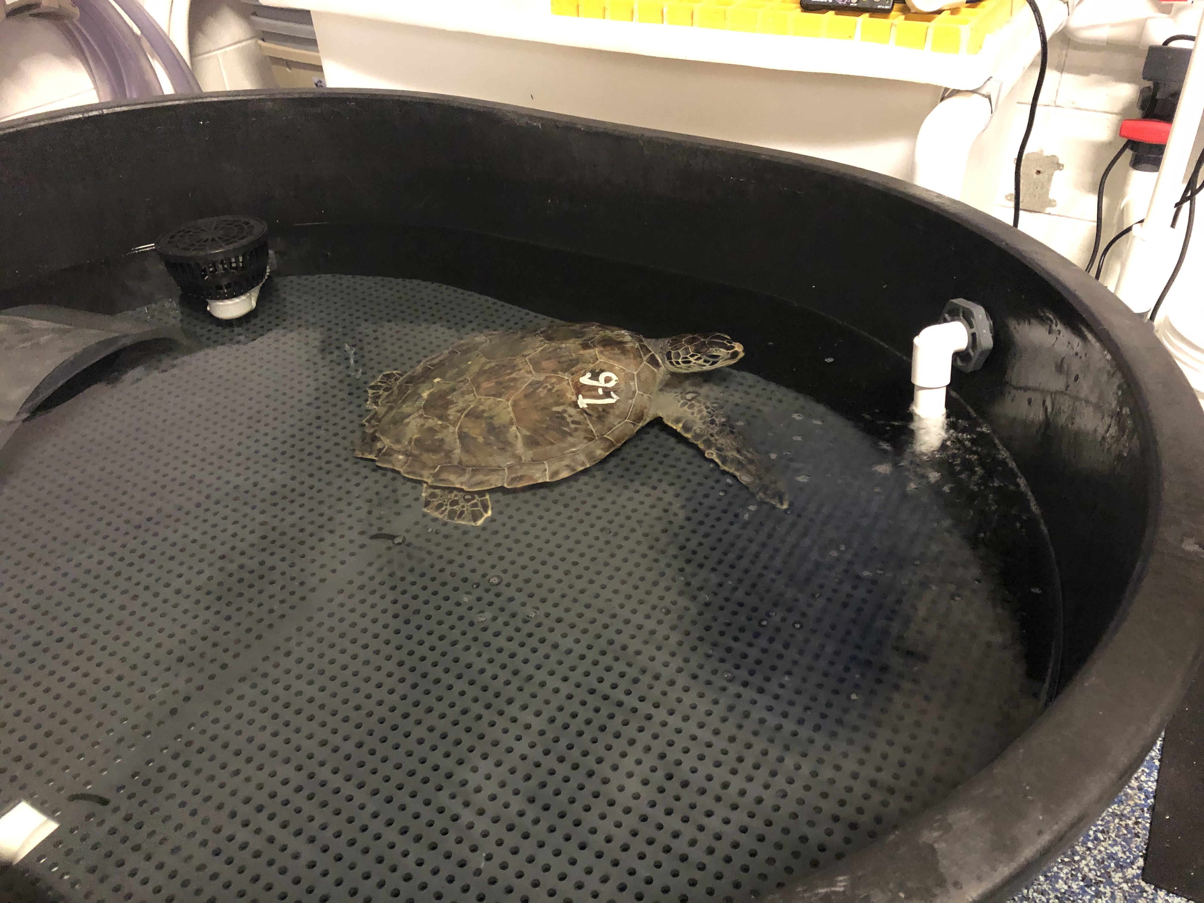 Snapping Turtle Porn - Cold Stunned Turtles arrive at Pine Knoll Shores Aquarium
