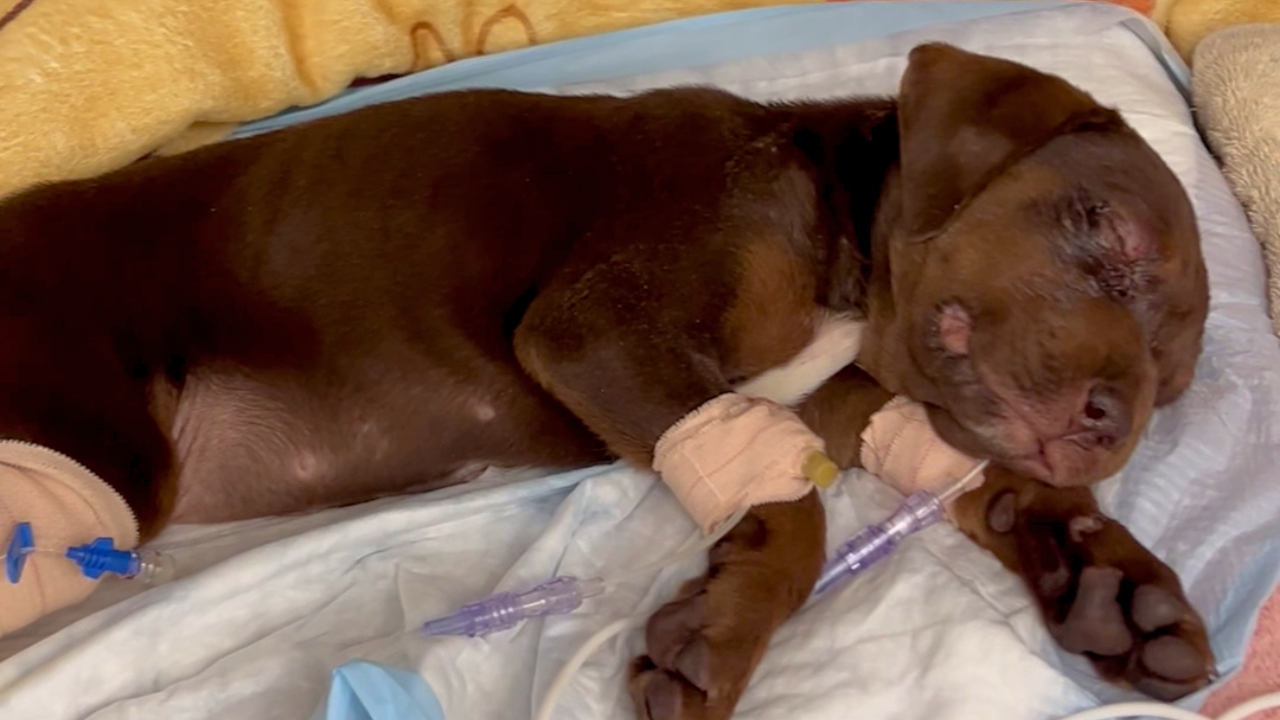 10-week-old puppy 'responsive' after abuse in Suwannee County