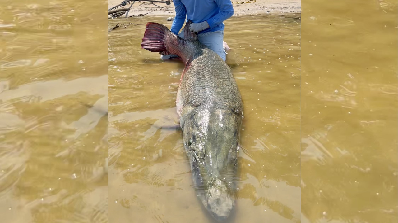 Fisherman says nearly 300-pound fish took over 2 hours to reel in