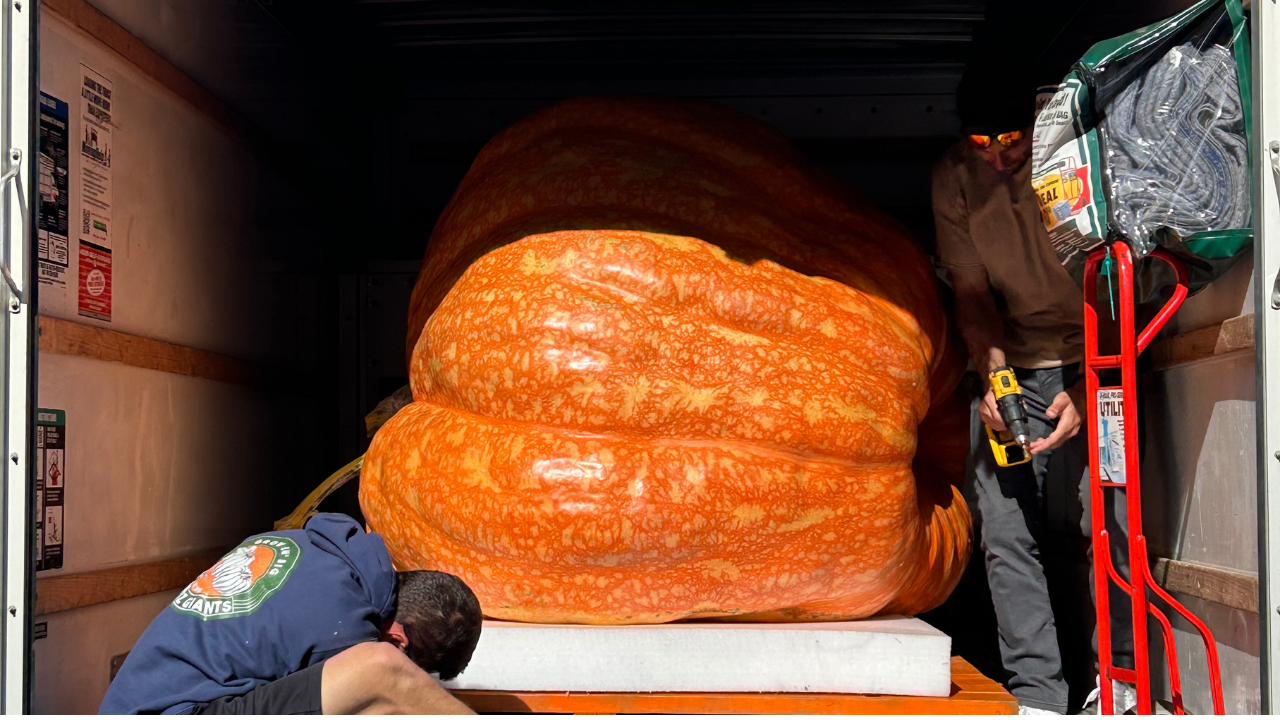 A new World Record could be set at Hamilton's Operation Pumpkin