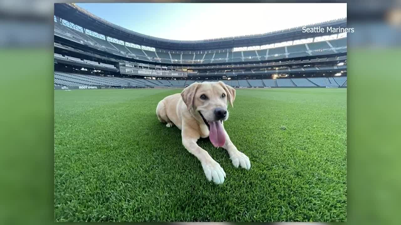 How Nintendo Rescued The Hearts of Seattle Mariners' Cheering Fans