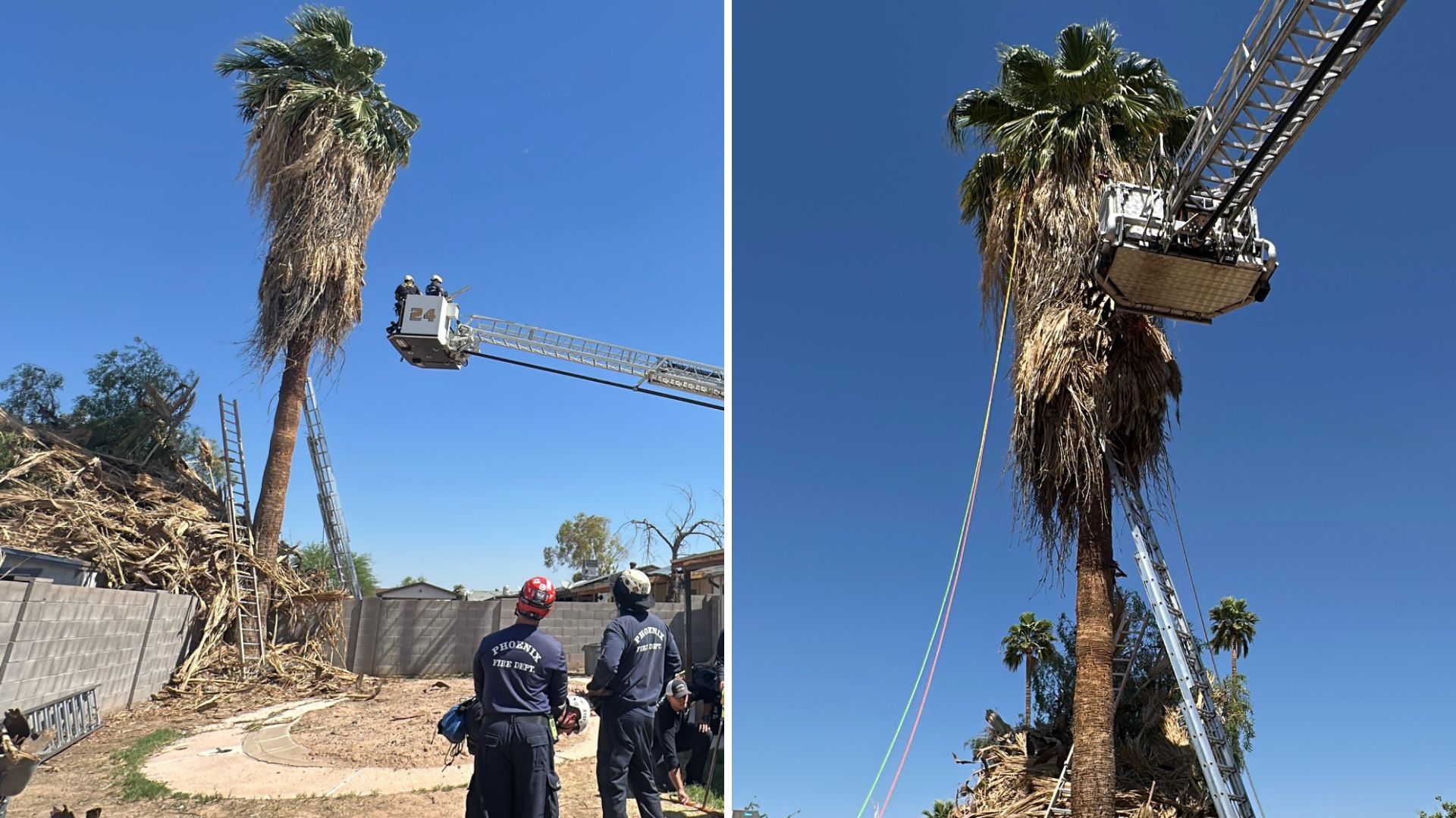 Tree trimmer dies after getting stuck in 50-foot palm tree