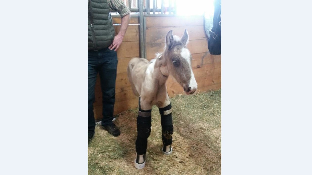 Horse With False Leg