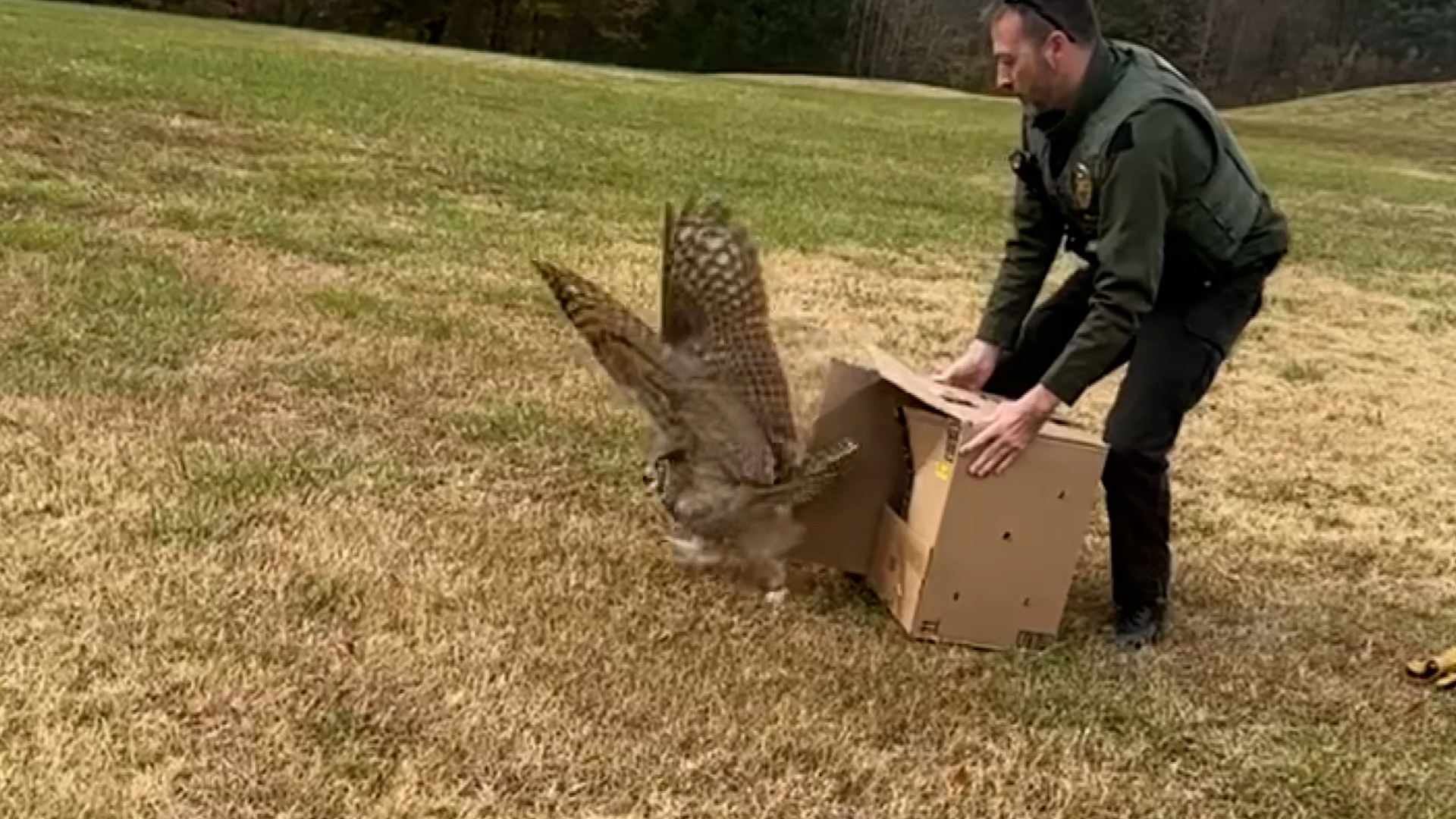 Owl Meeting 傷あり Injured owl released back into the wild after recovery in