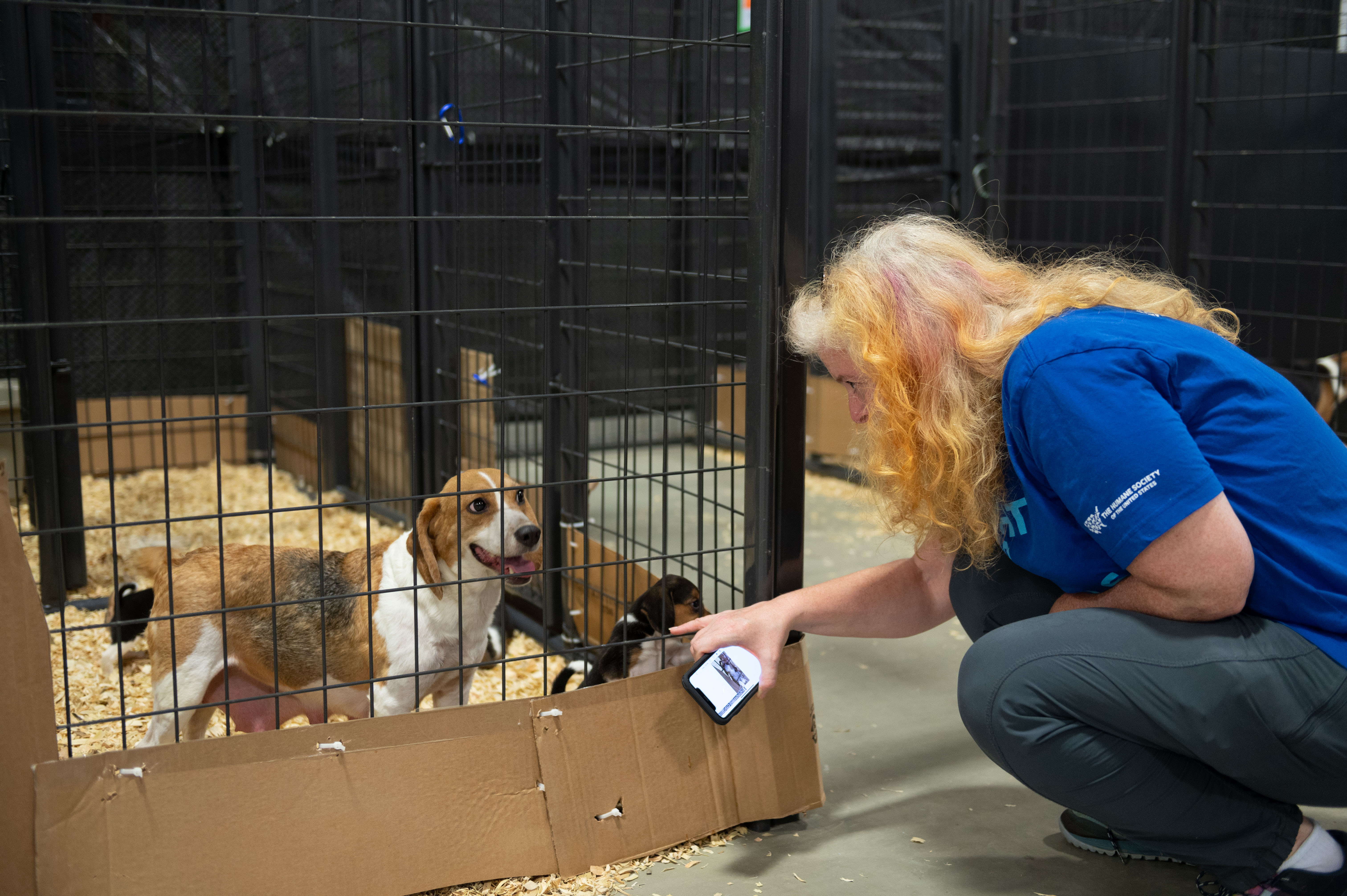 Photos: 400-plus beagles removed from breeding facility in Virginia by  Humane Society