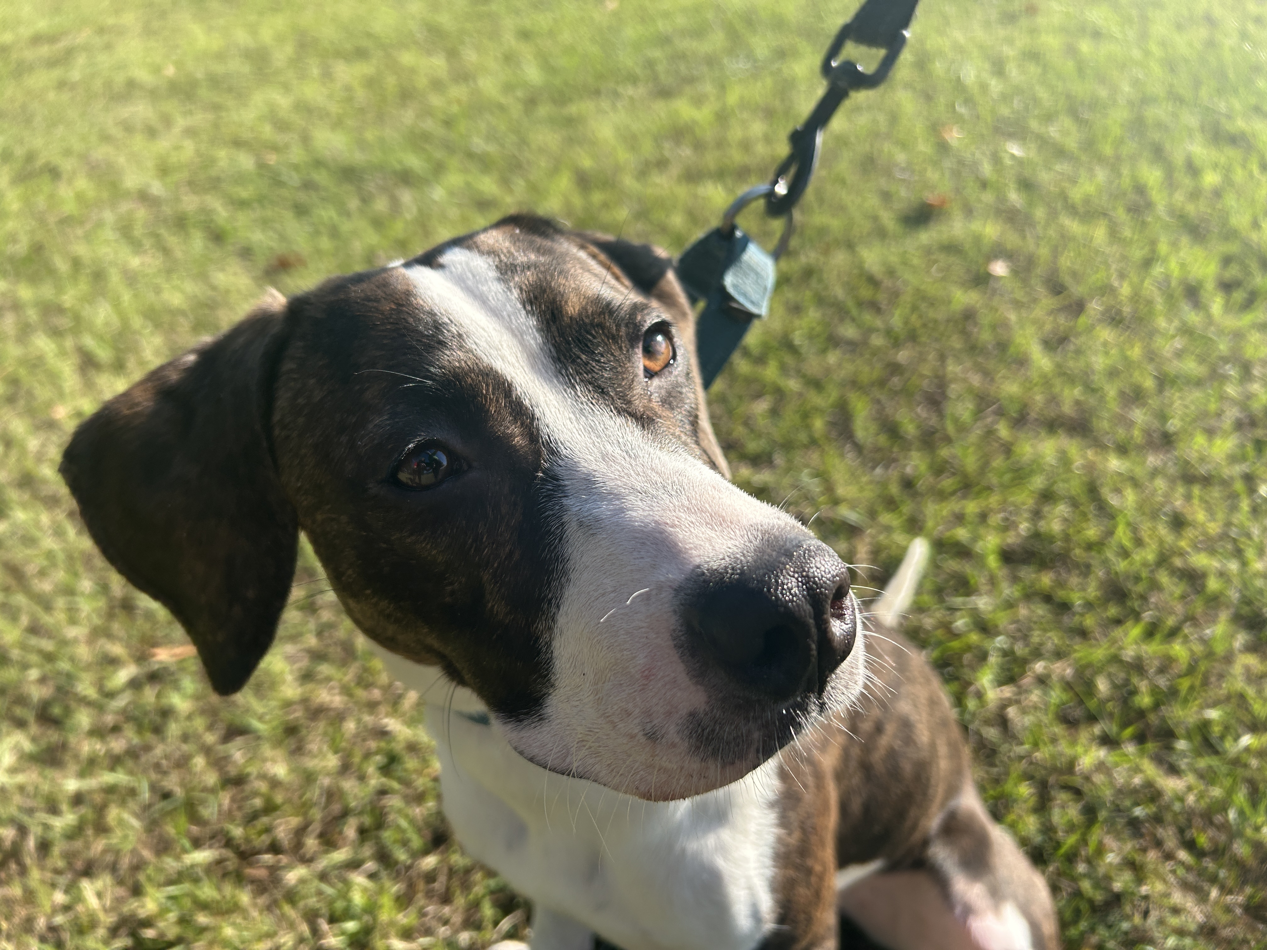 Furry Friday: Pups enjoying new kennels, would enjoy your couch