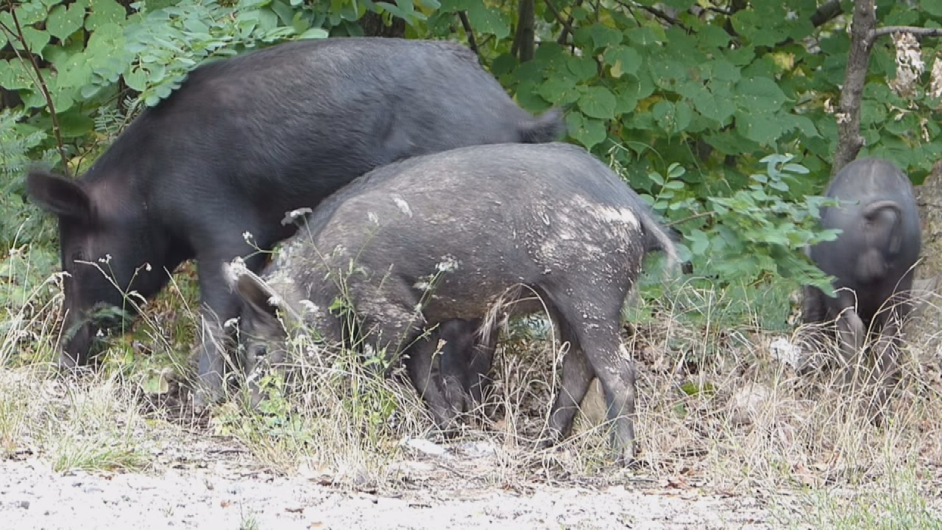 Feral hog sightings on the rise in Southwest Louisiana