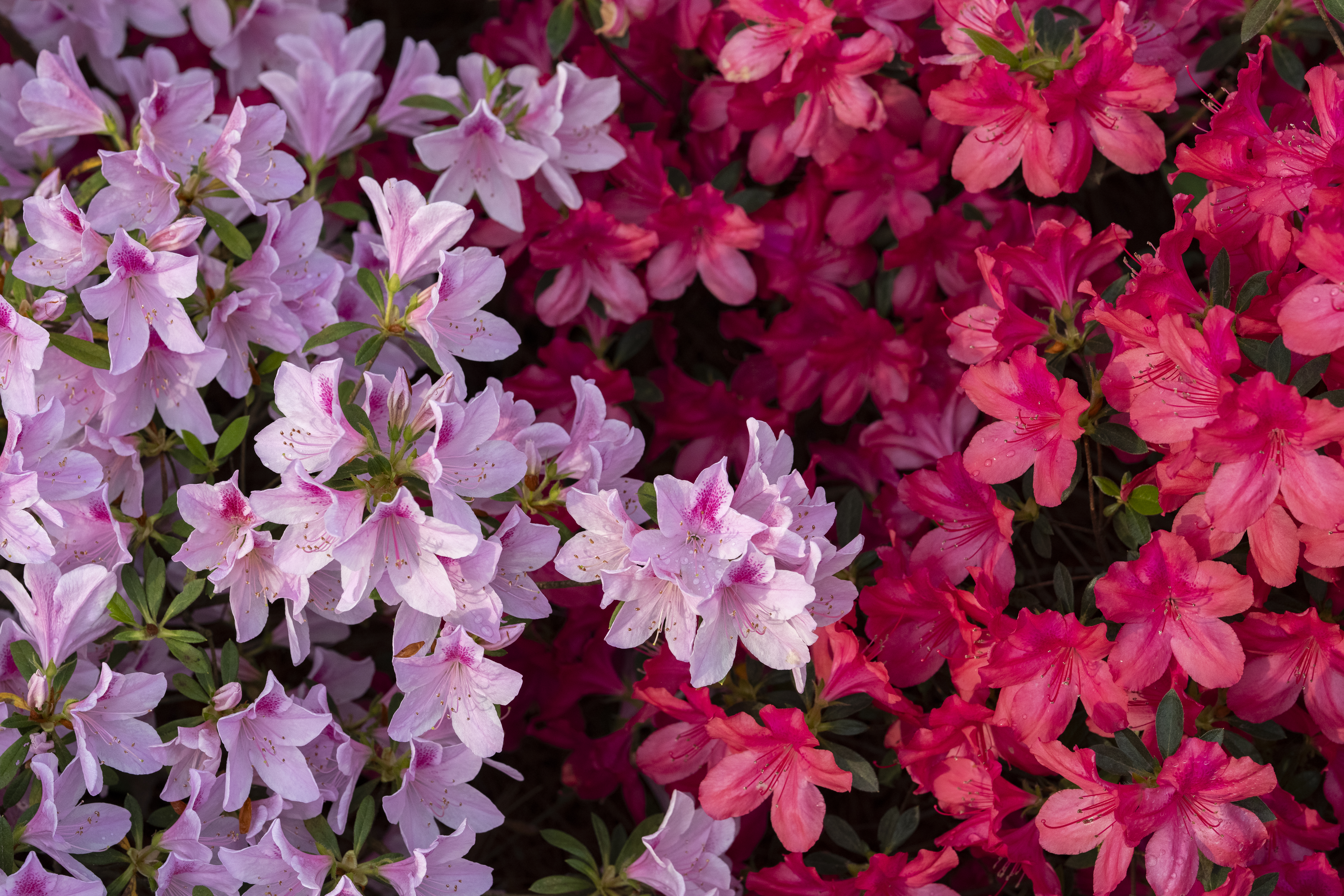Masters in bloom: What makes up golf's most beautiful garden?