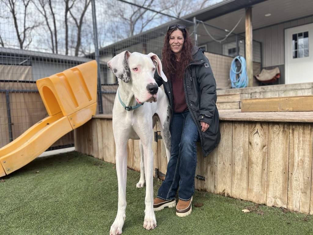 Deaf Great Dane rescue in the running for world's tallest living dog