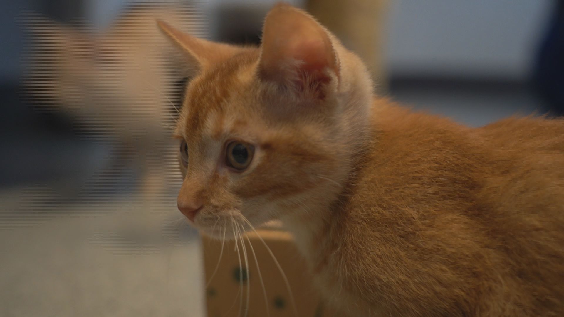 Adopt a 10/11 Team Member: The Cat House seeks homes for seven