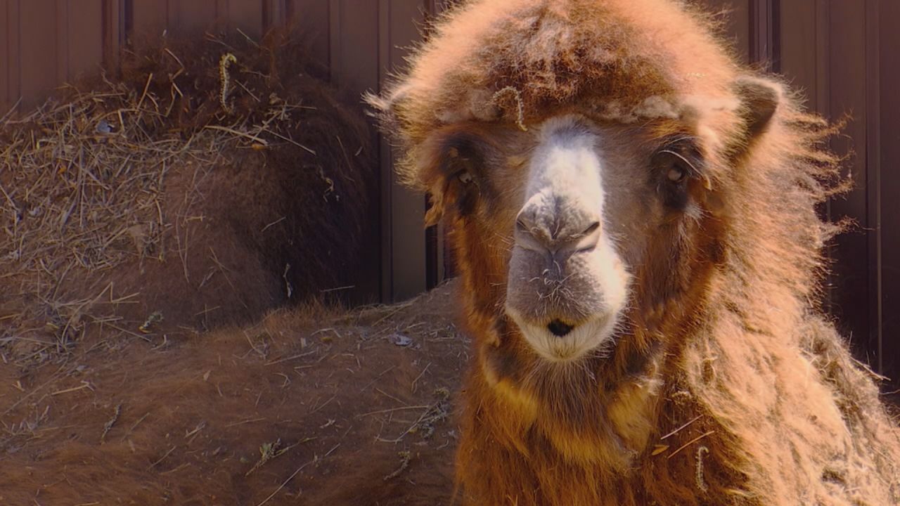 Wild Wednesday: Bactrian Camels