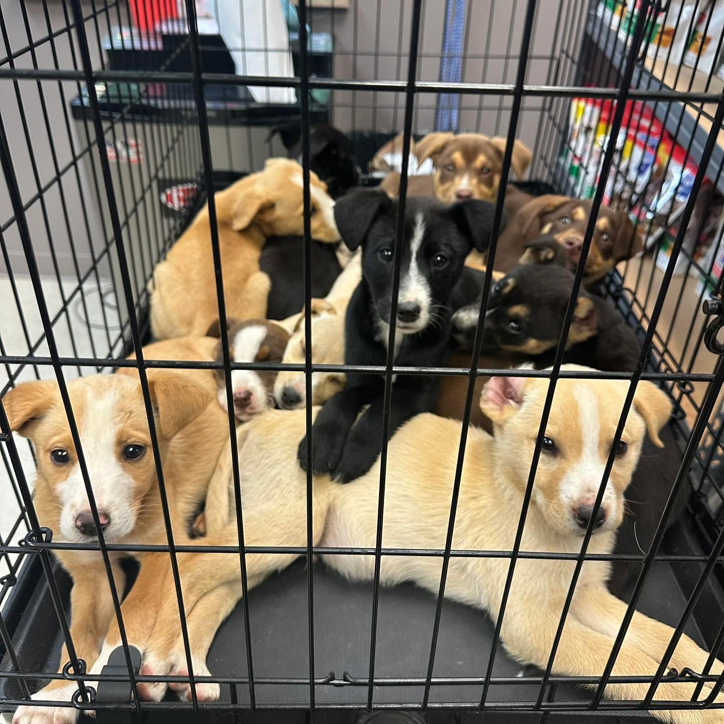 Adoption fees waived at Pike County Animal Shelter