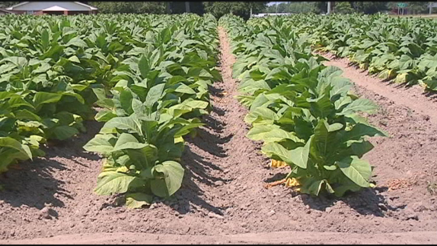 Museum highlights tobacco history in NC